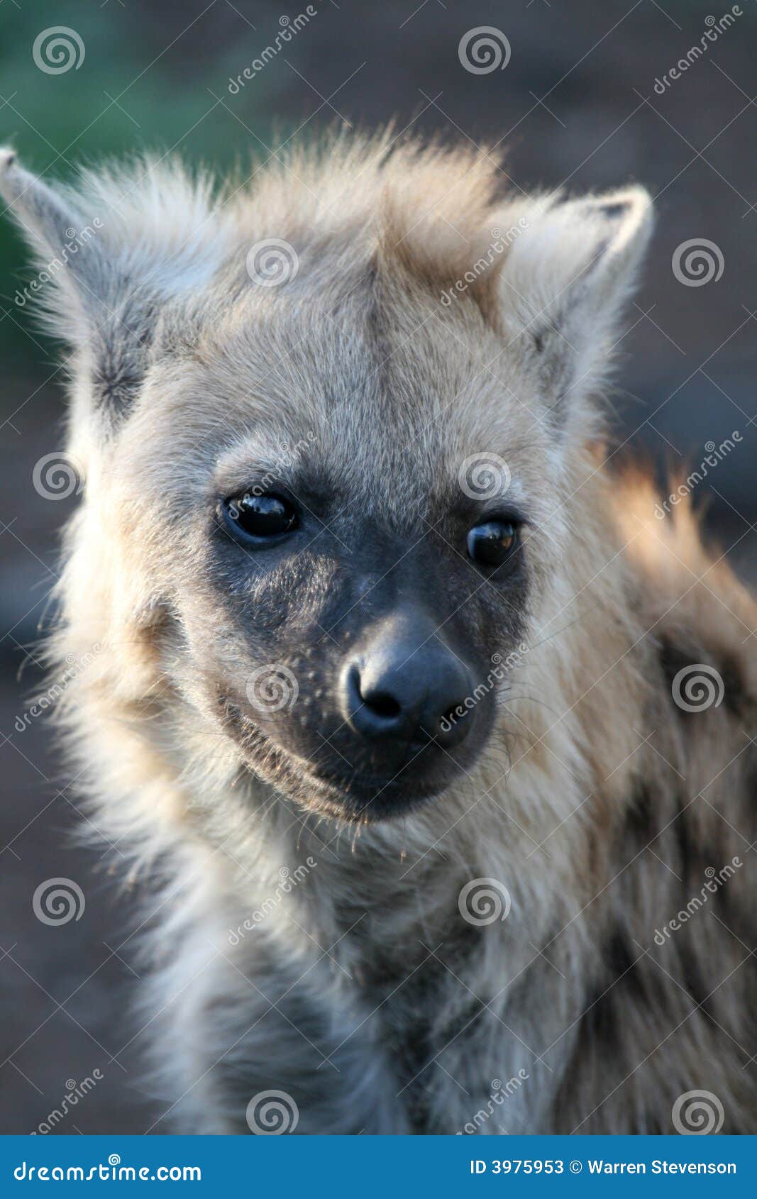 发现的鬣狗(斑鬣狗斑鬣狗)婴孩 库存图片. 图片 包括有 小狗, 察觉, 食肉动物, 幼崽, 年轻, 森林 - 50870127