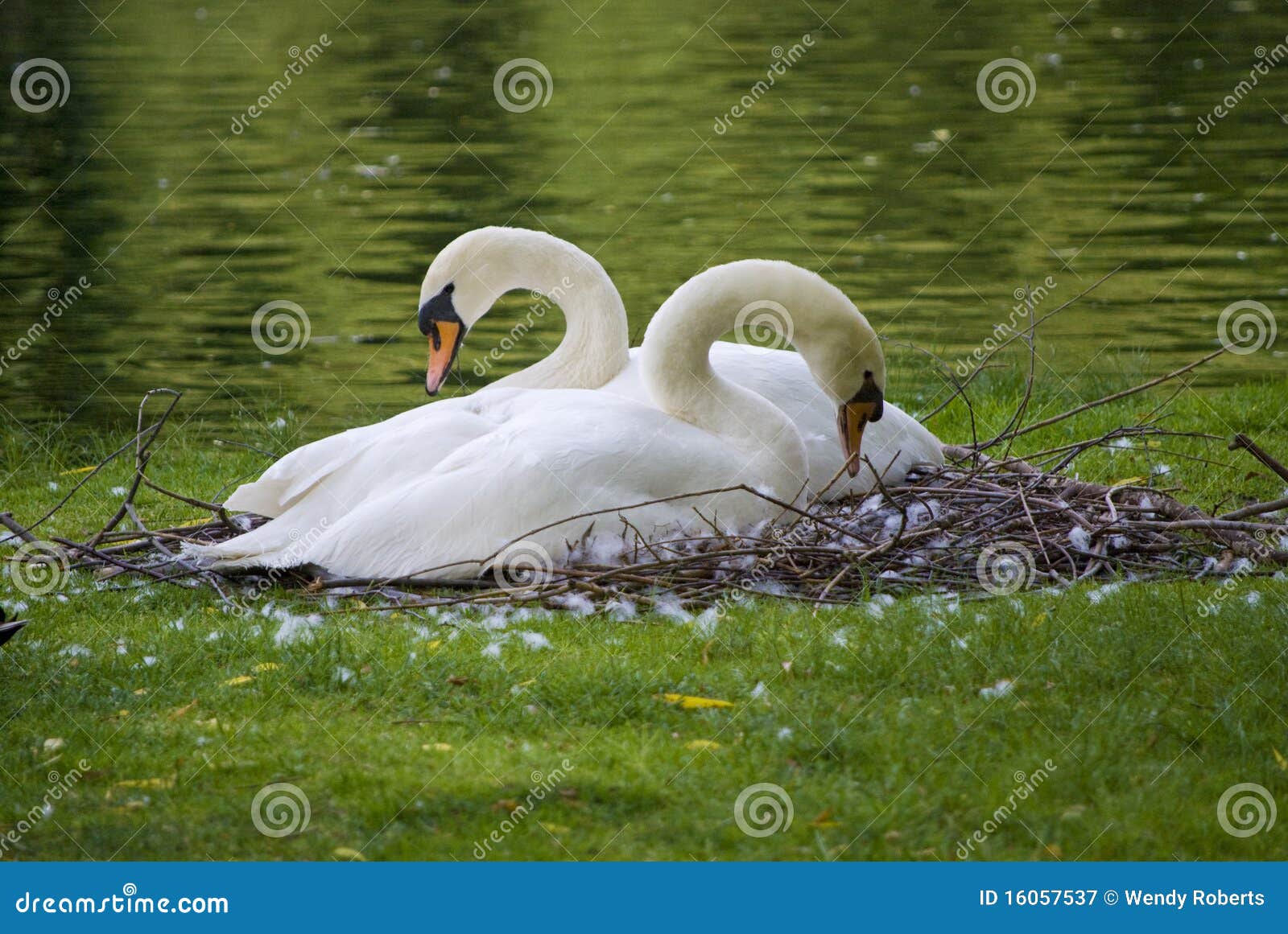 嵌套天鹅. 他们背景天鹅座优美的草绿色生活伙伴喑哑嵌套olor池塘的天鹅