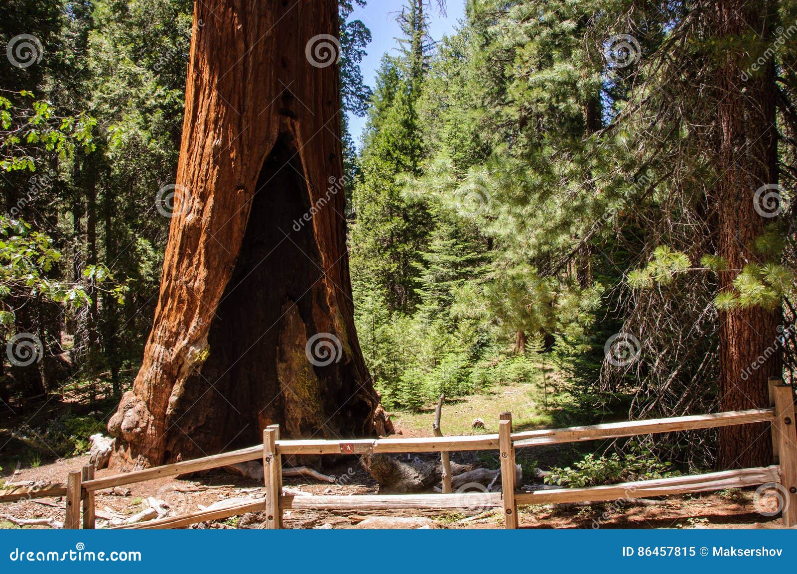 自然治愈 / 漫步于加州红杉国家公园_哔哩哔哩_bilibili