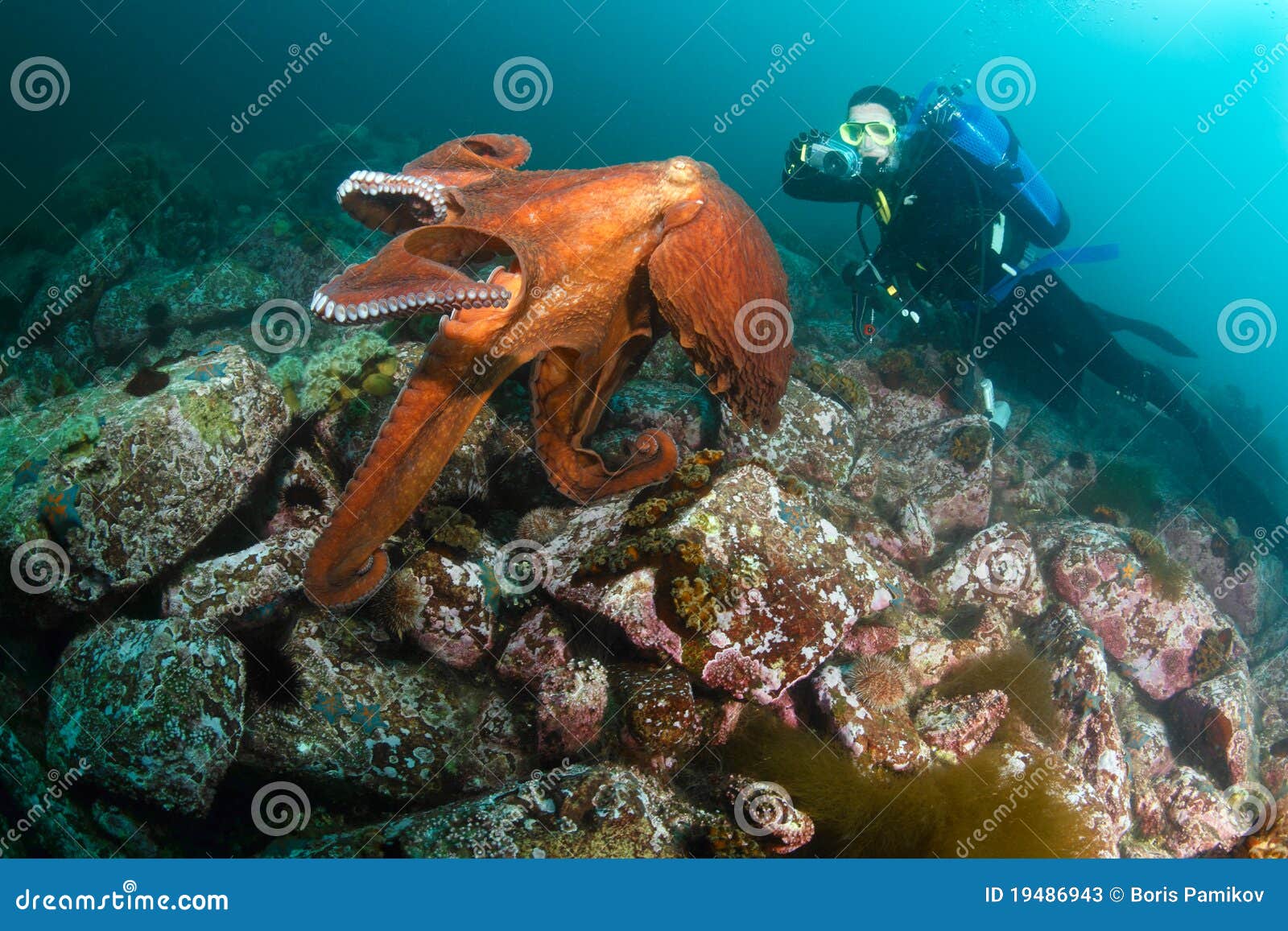 巨型章鱼亲密接触潜水员 罕见画面网路热传