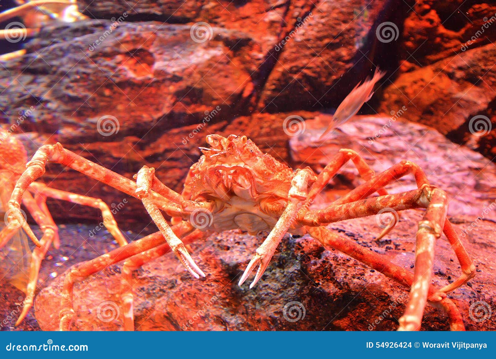 日本蜘蛛蟹或巨型蜘蛛蟹山樱 库存图片. 图片 包括有 聚会所, 一个, 充分, 日语, 照片, 日本, 配置文件 - 195881041
