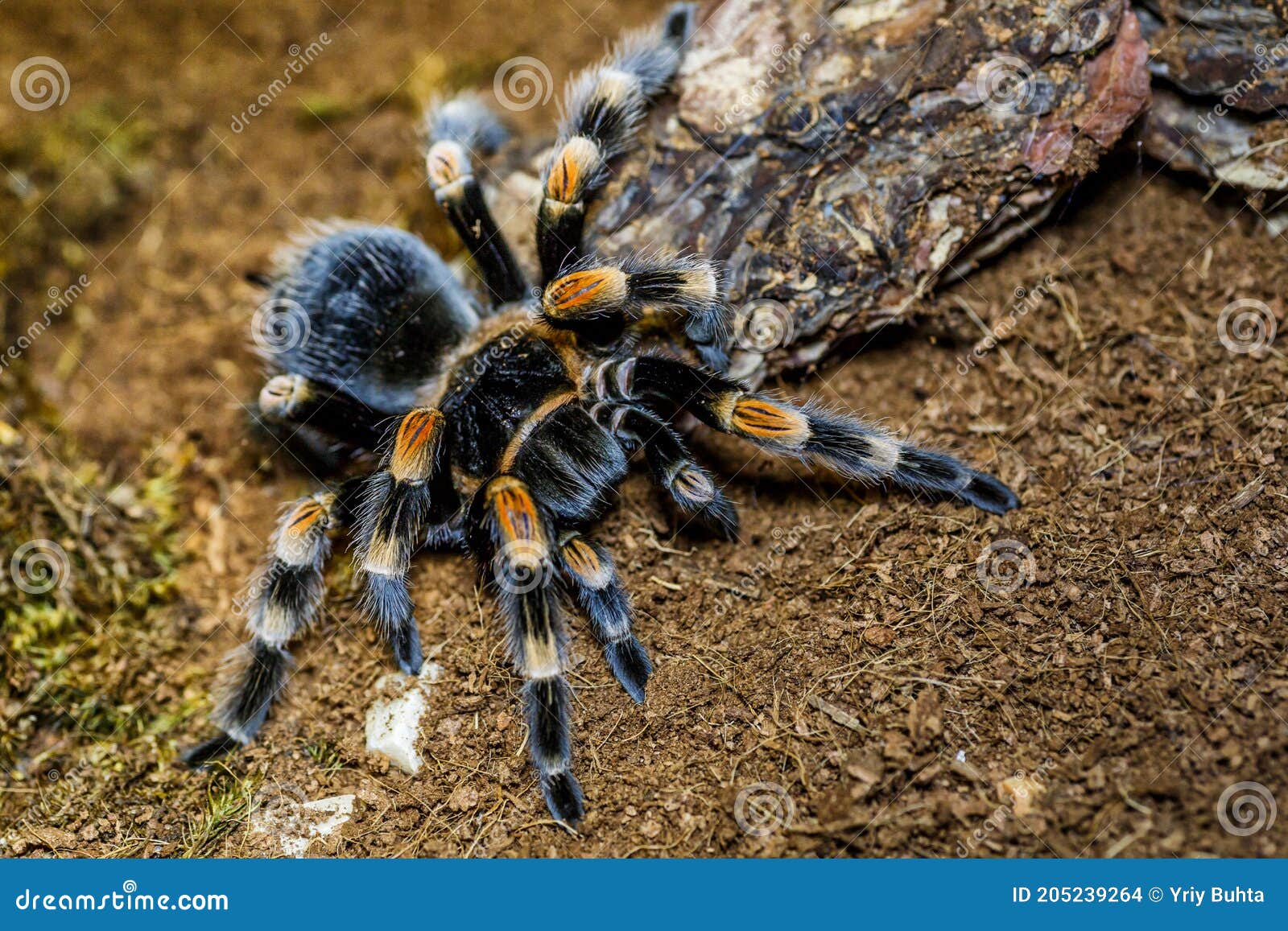 一只巨大的蜘蛛，红腿哥斯达黎加毒蛛，世界上最大的毒蛛。腿展最长的