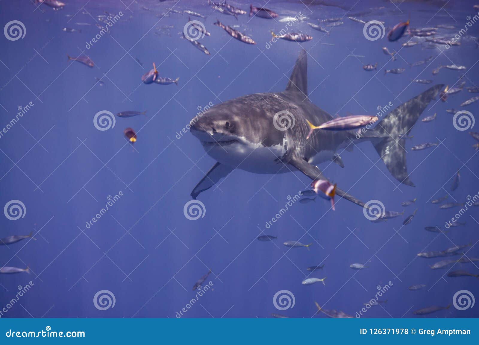 鲨鱼图片素材-编号39848008-图行天下