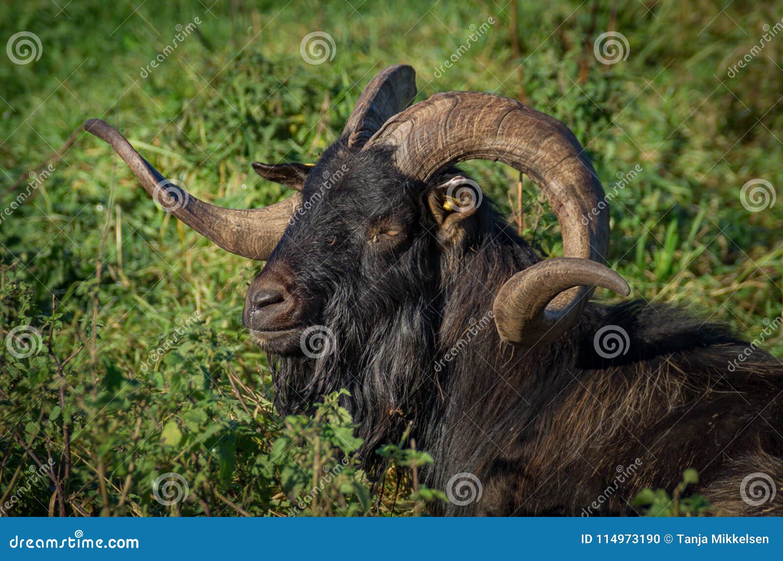 与大耳朵的布朗英国人的Nubian山羊在农场 库存照片. 图片 包括有 努比安, 农庄, 哺乳动物, 表面 - 113978156