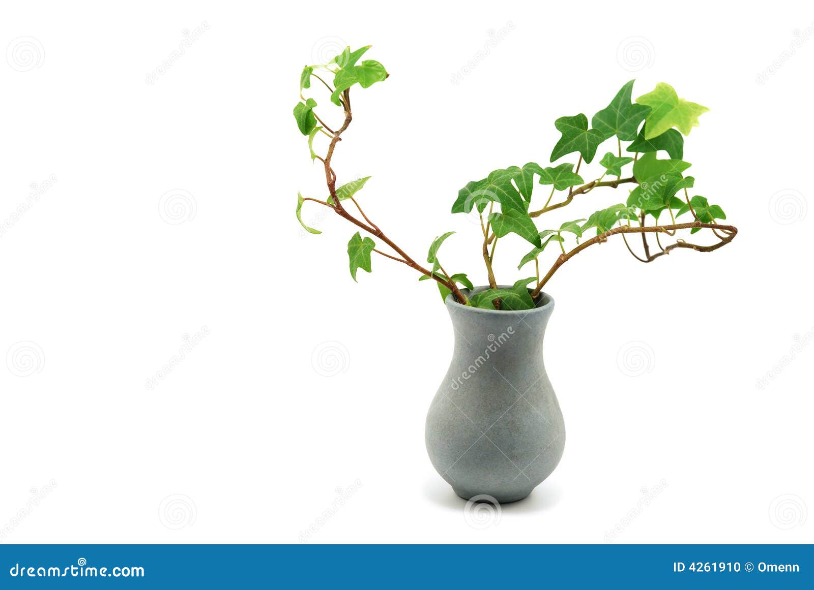 常春藤 水培植物 不用浇水美观简单 盆栽 净化空气植物_fangang2008