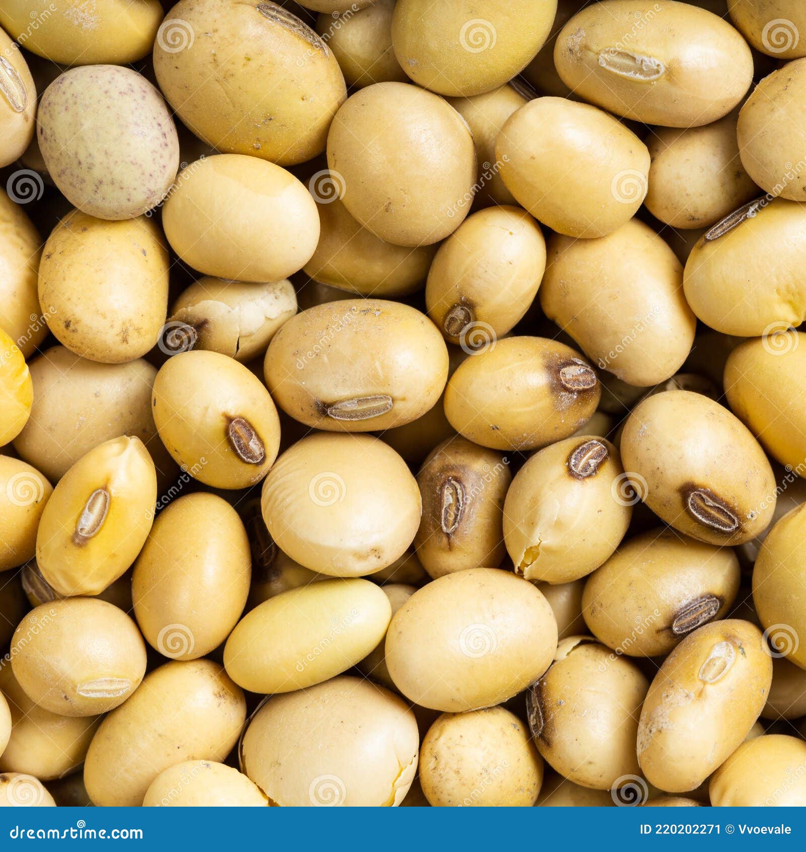 大黄豆 优质食用黄豆 食用大豆 超大粒 能发芽 生豆芽-阿里巴巴