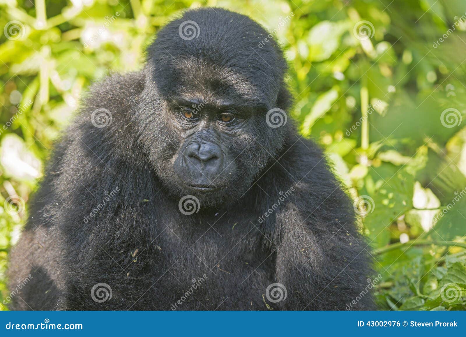 大猩猩专心地看入照相机的山地大猩猩 库存照片. 图片 包括有 有效地, 本质, 国家, 大猩猩, 卢旺达 - 109458374