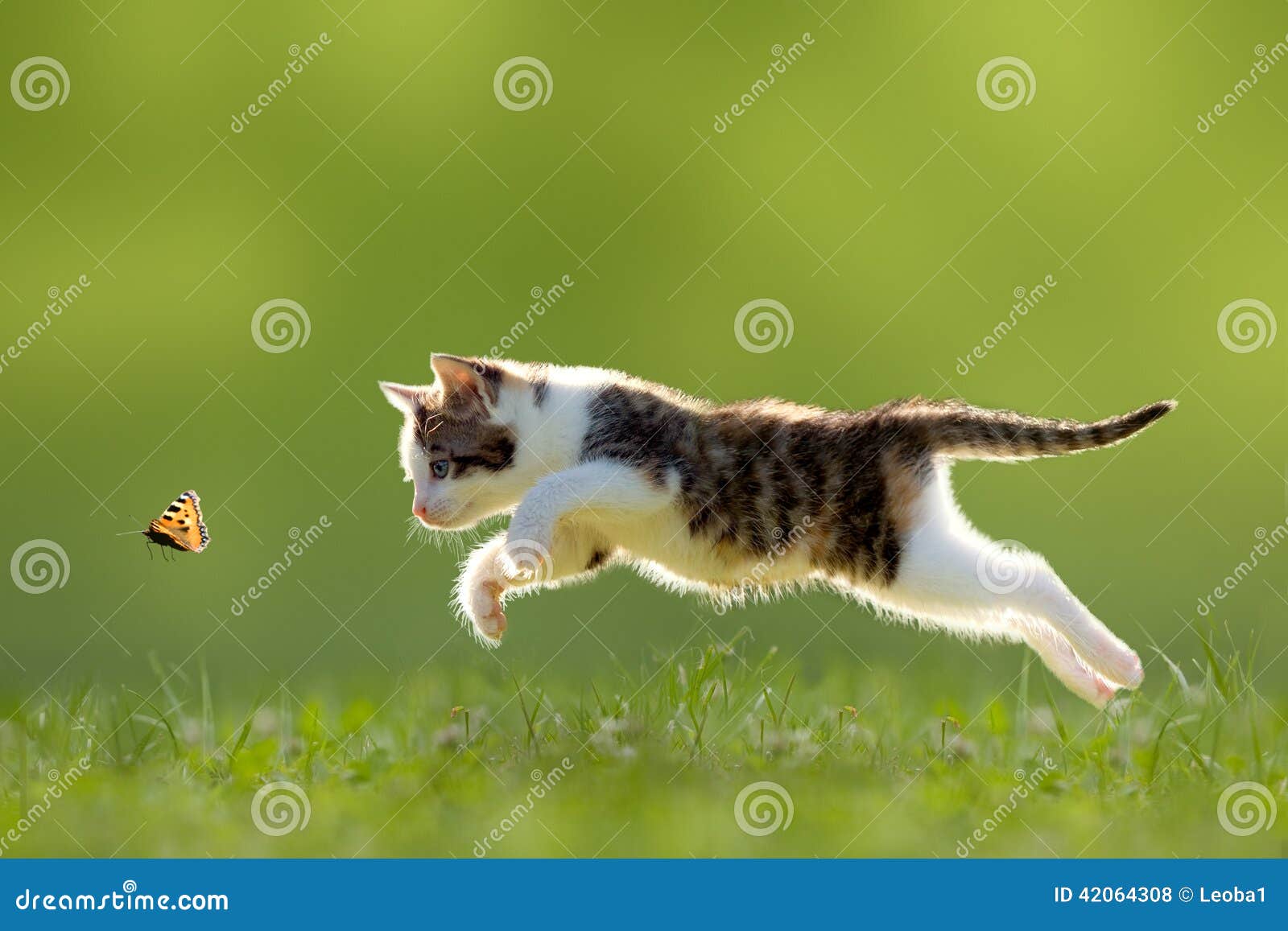 幼小猫狩猎蝴蝶
