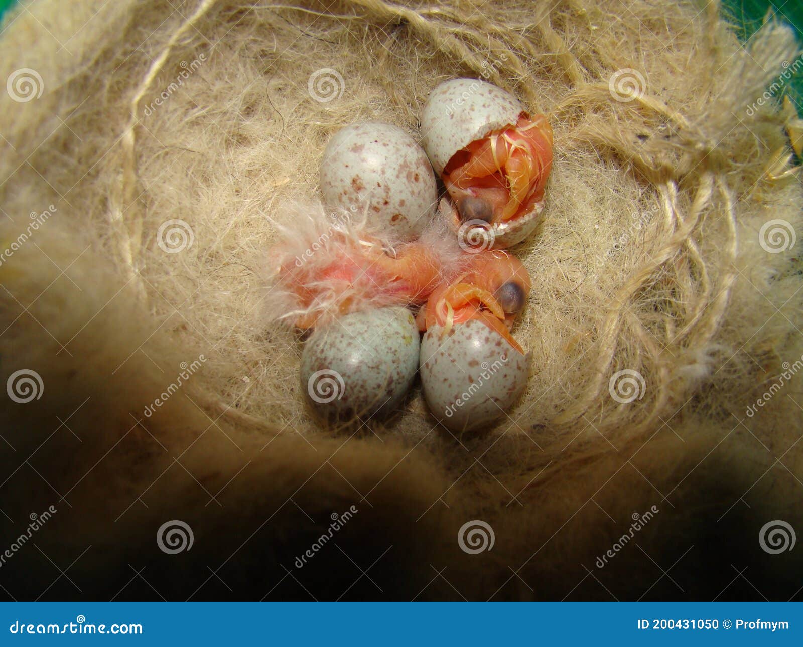 鸟儿孵蛋摄影图片-鸟儿孵蛋摄影作品-千库网