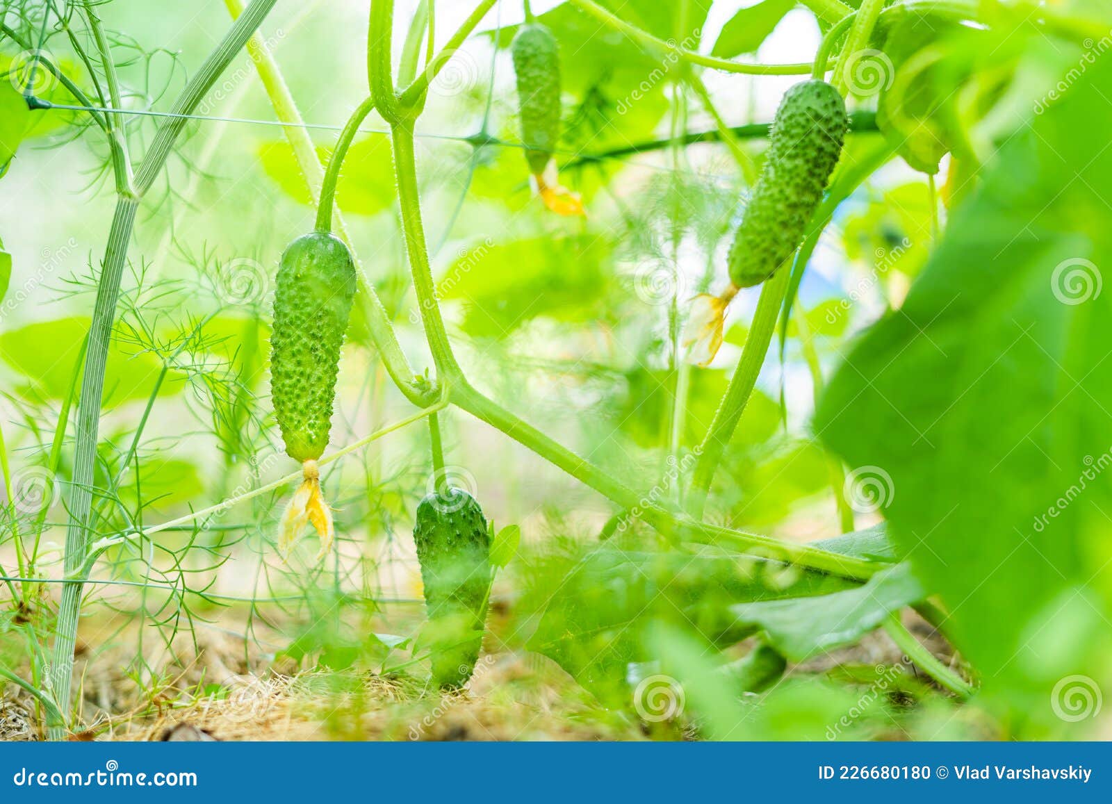 黄瓜秧已经结瓜，从小苗到结果，看看黄瓜是怎样长成的？