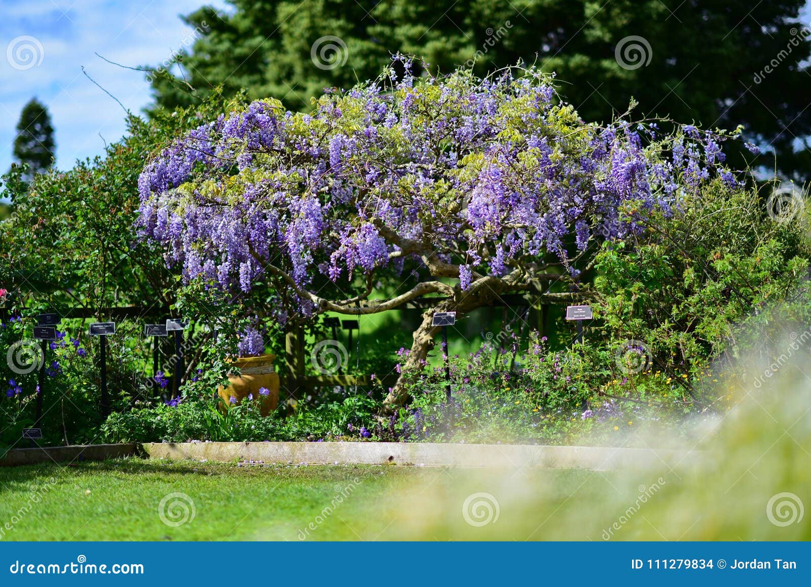 开花在奥克兰植物园里的紫色花库存照片. 图片包括有绽放, 工厂, 庭院 