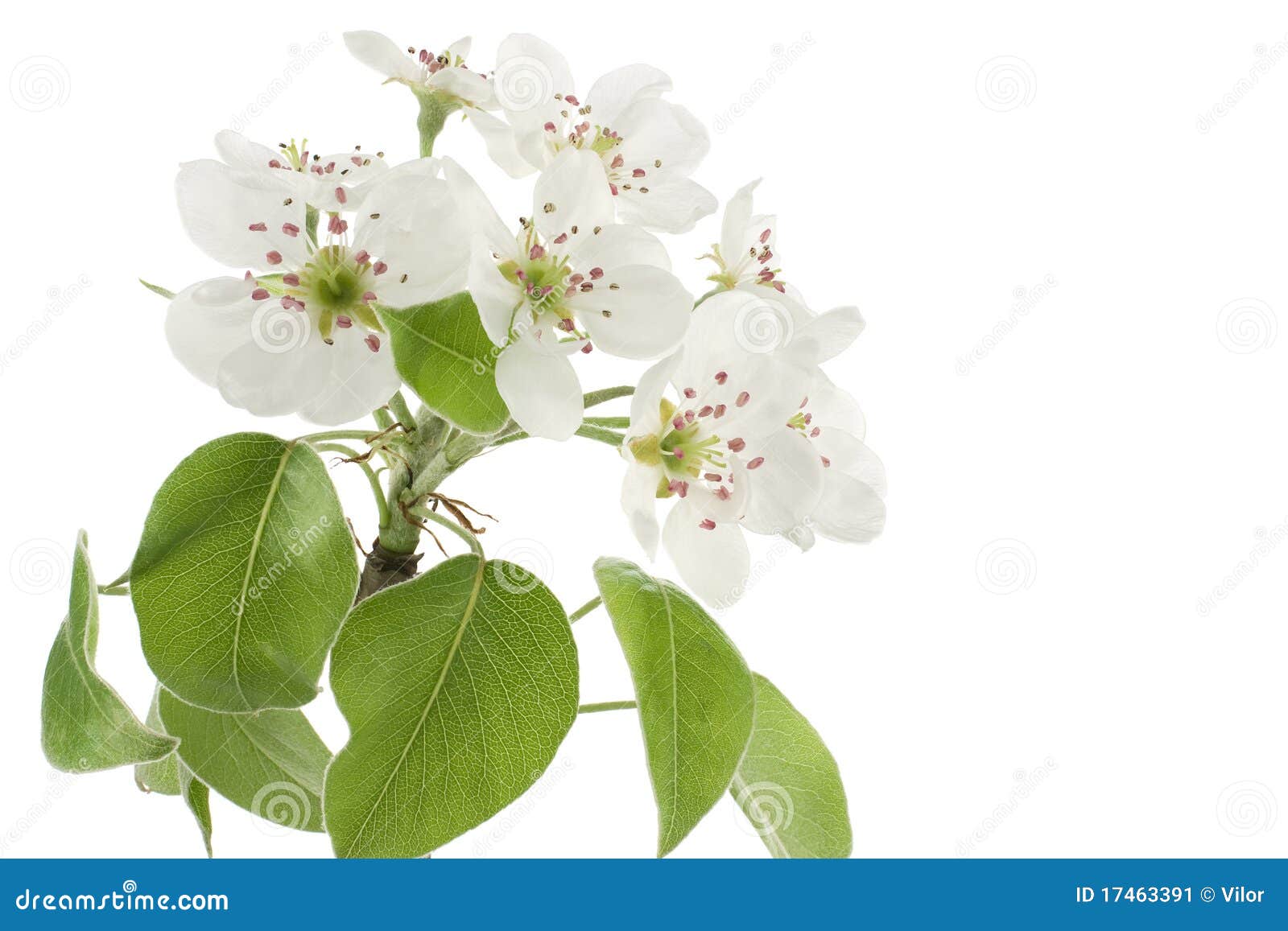白花白蕾美丽开花梨树枝 库存图片. 图片 包括有 花瓣, 生长, 工厂, 空白, 果子, 花卉, 绿色 - 187361165