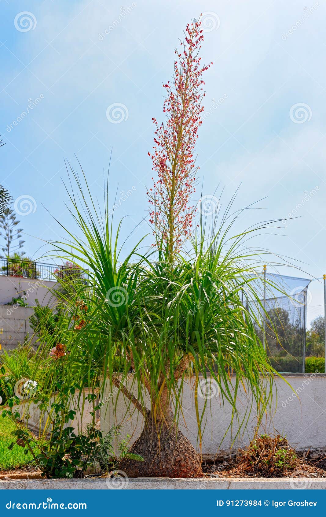 图片素材 : 树, 森林, 厂, 叶, 花, 丛林, 植物学, 植物群, 植被, 雨林, 栖息地, 自然环境, 陆地植物, 蕨类植物和马尾 ...