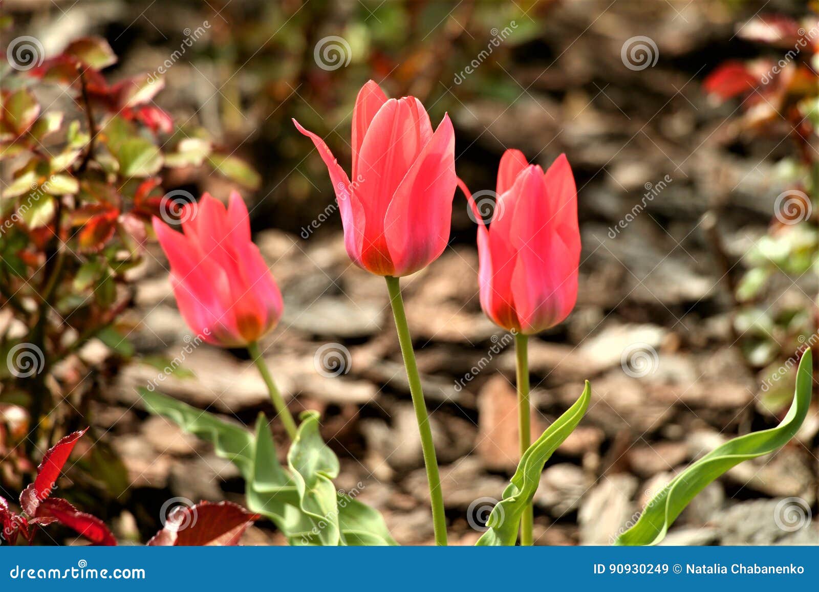 开花郁金香. 这些美丽的花 明亮的猩红色，各种各样的形状，他们使有春天初期的人高兴  郁金香-精采在它的秀丽