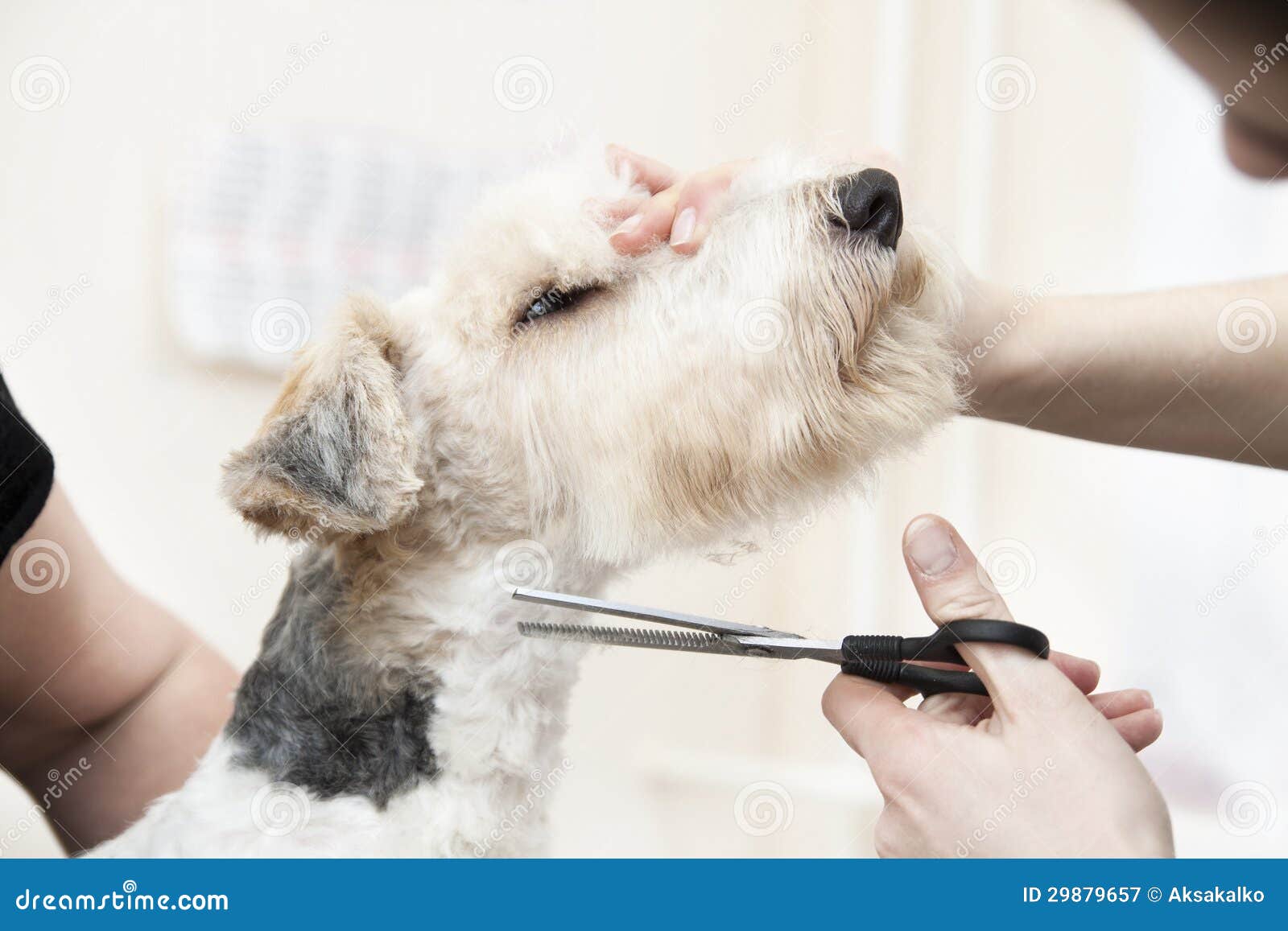 狗修饰标志. 梳剪狗头 向量例证. 插画 包括有 图标, 美发师, 剪切, 样式, 沙龙, 设计, 头发 - 217328770