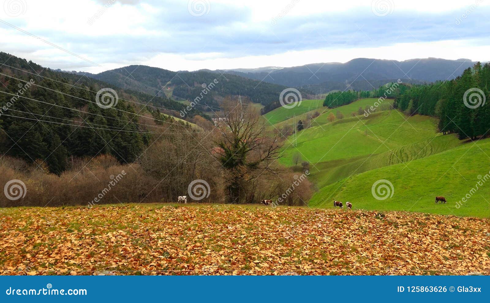 高山平原（德国黑森林）-中关村在线摄影论坛