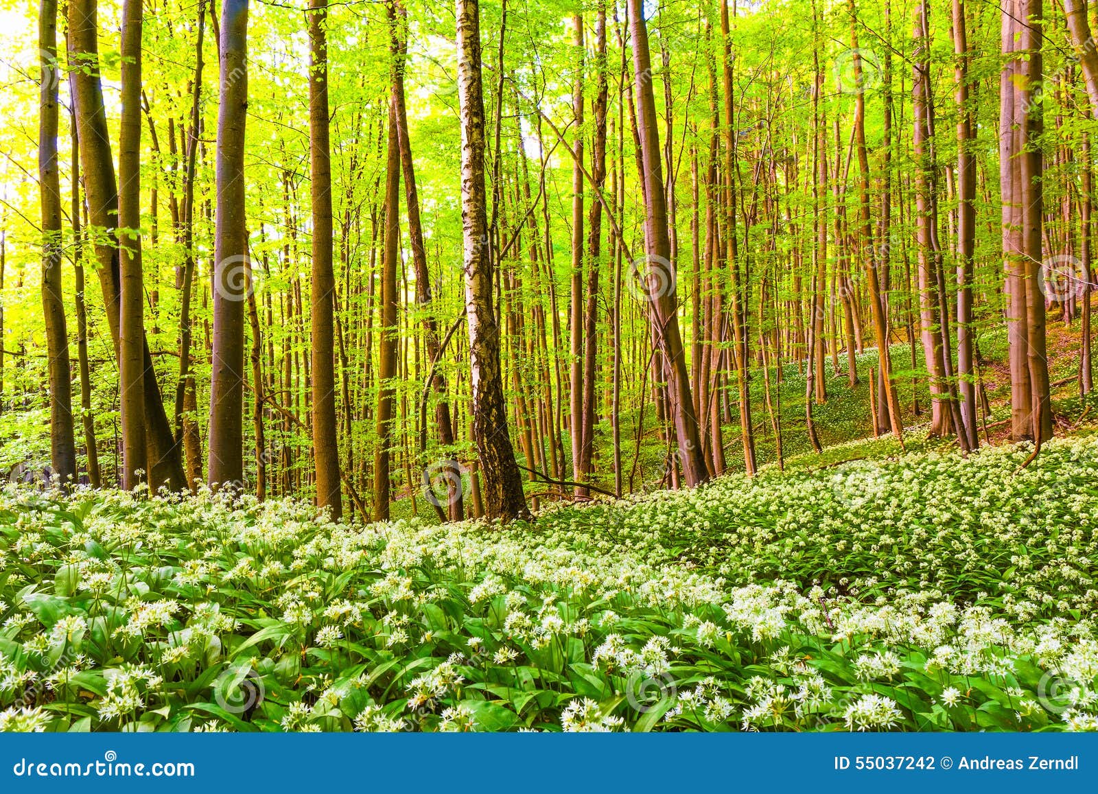 德国春天森林 库存照片. 图片 包括有 季节性, 农村, 干净, 德国, 自然, 健康, 欧洲, 大蒜, 叶子 - 55035886