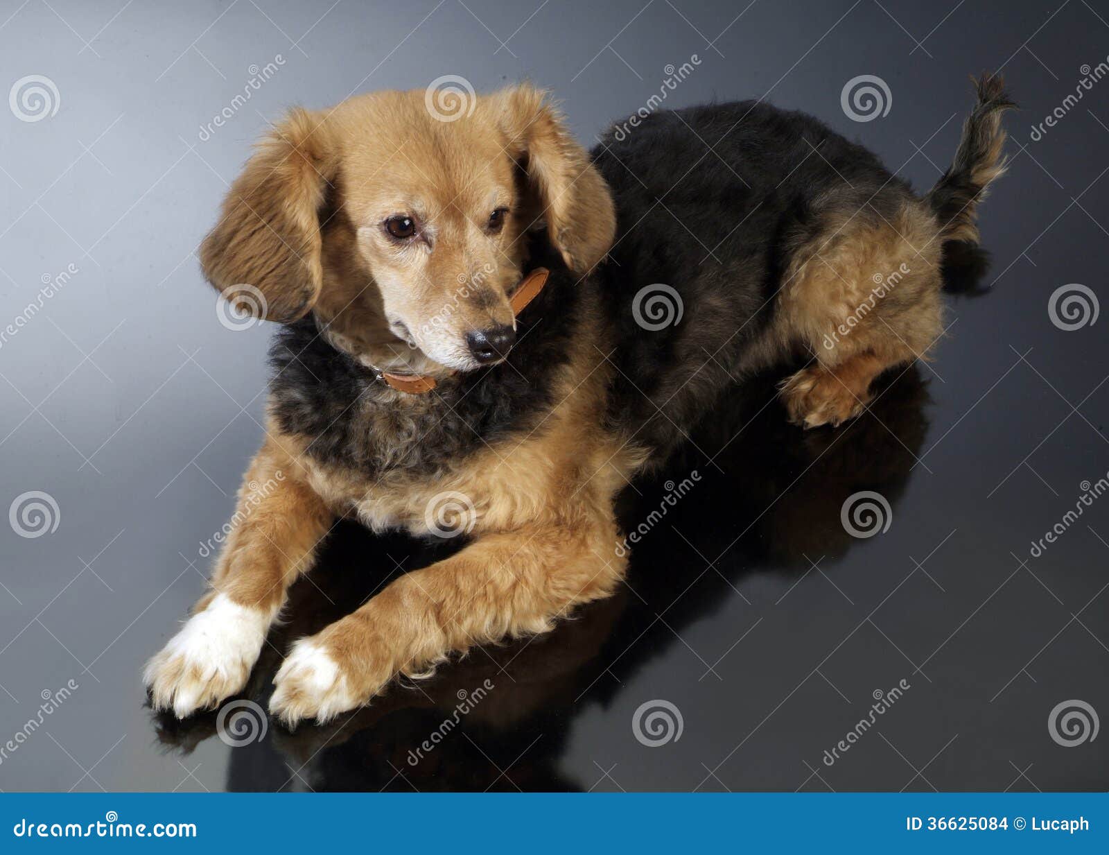 Tan染黑嘴杂种狗大型猛犬被混合的品种狗 库存图片. 图片 包括有 巧克力, 社团, 长期, 稀释, 似犬 - 96946841