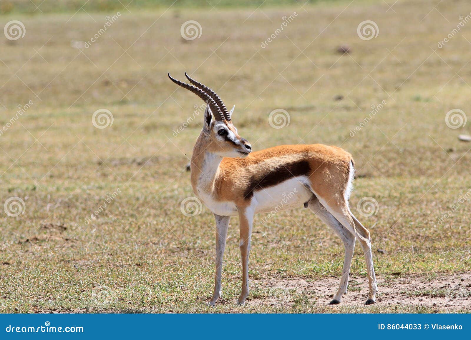 汤姆生` S瞪羚Eudorcas Thomsonii在Ngorongoro 库存图片 - 图片 包括有 高地, 敌意: 117600877
