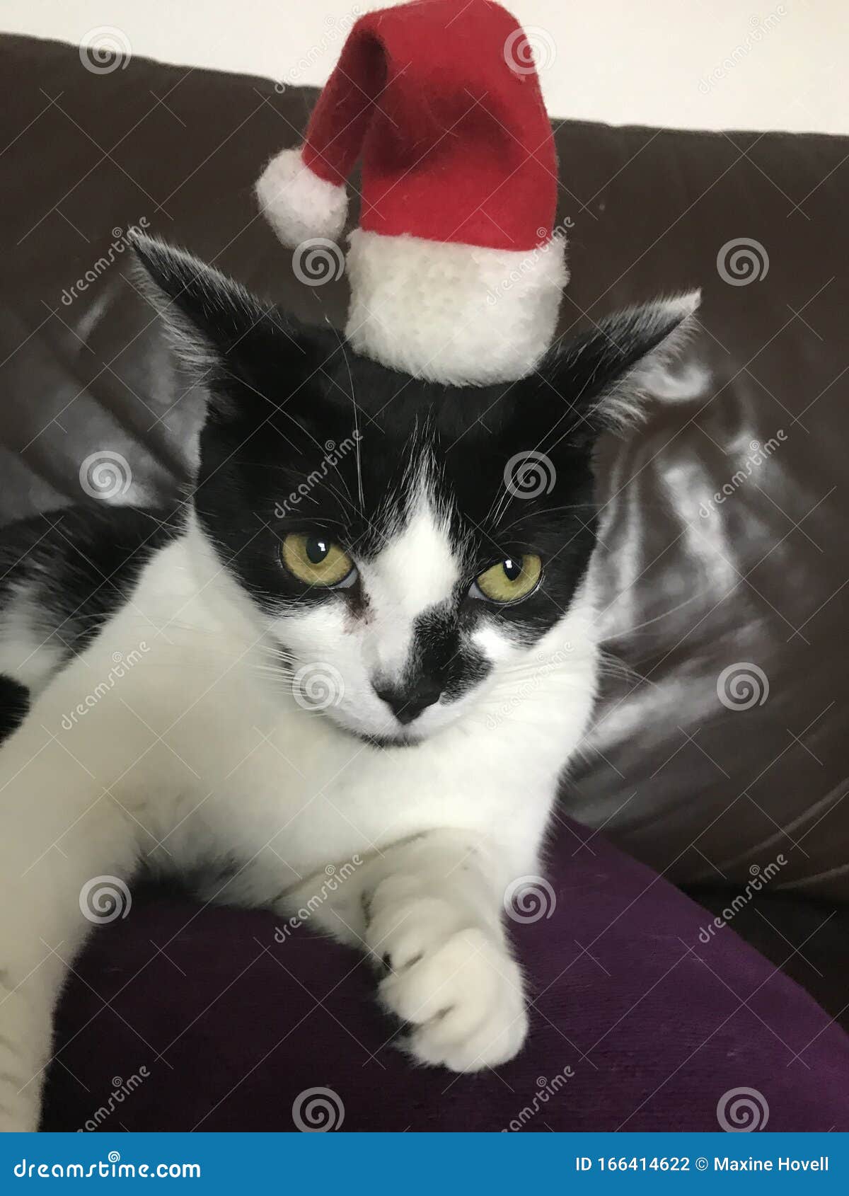 Picture kitty cat cat Christmas Winter hat Animals Staring White