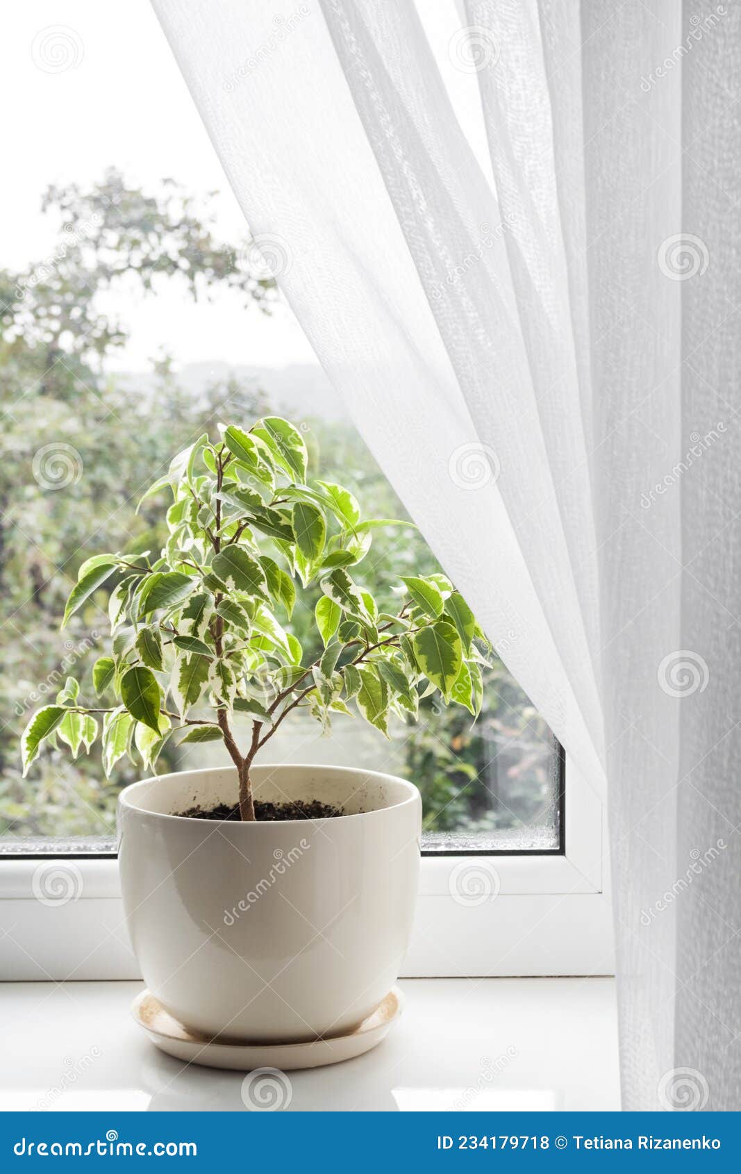 窗台绿化摆放－上海清丽园艺-植物租赁，花卉租摆，绿植盆栽批发，草花种植，蝴蝶兰、发财树预定，租花、摆花、室内绿化