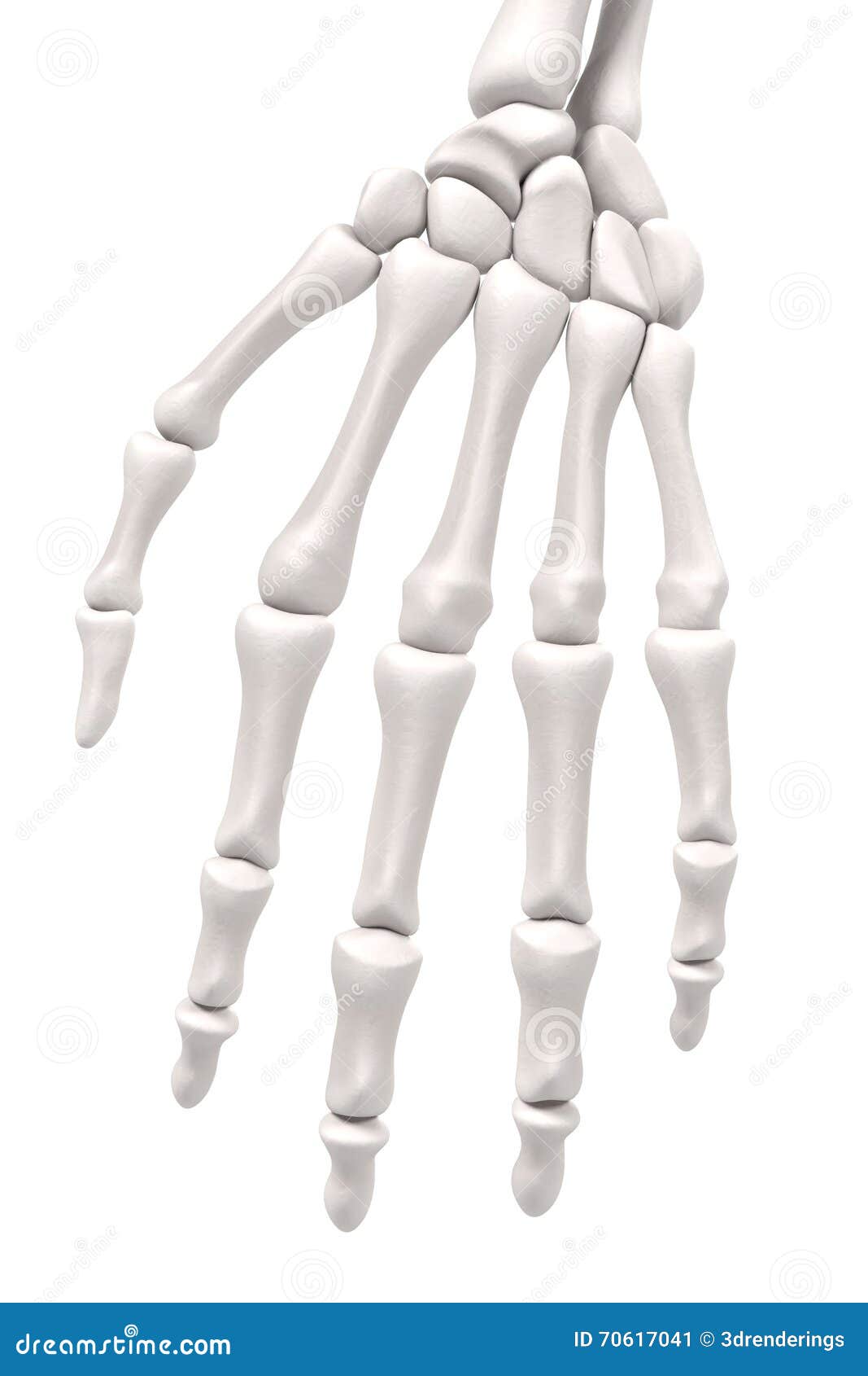 图3-117 尺桡骨下端、腕骨和掌骨(后面观)-外科学-医学