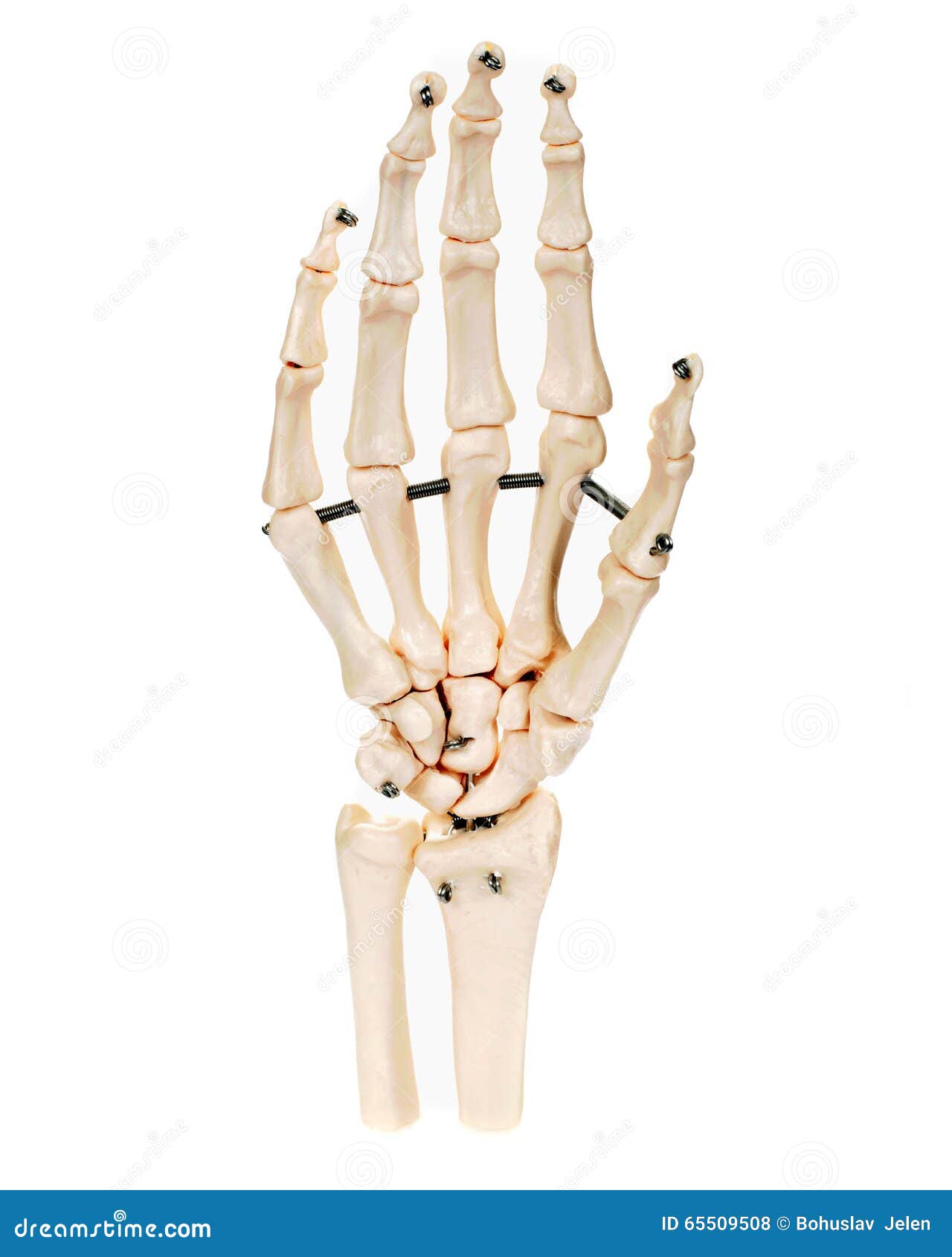 求一张人手解剖结构图，并带有详细的解释，谢谢_百度知道