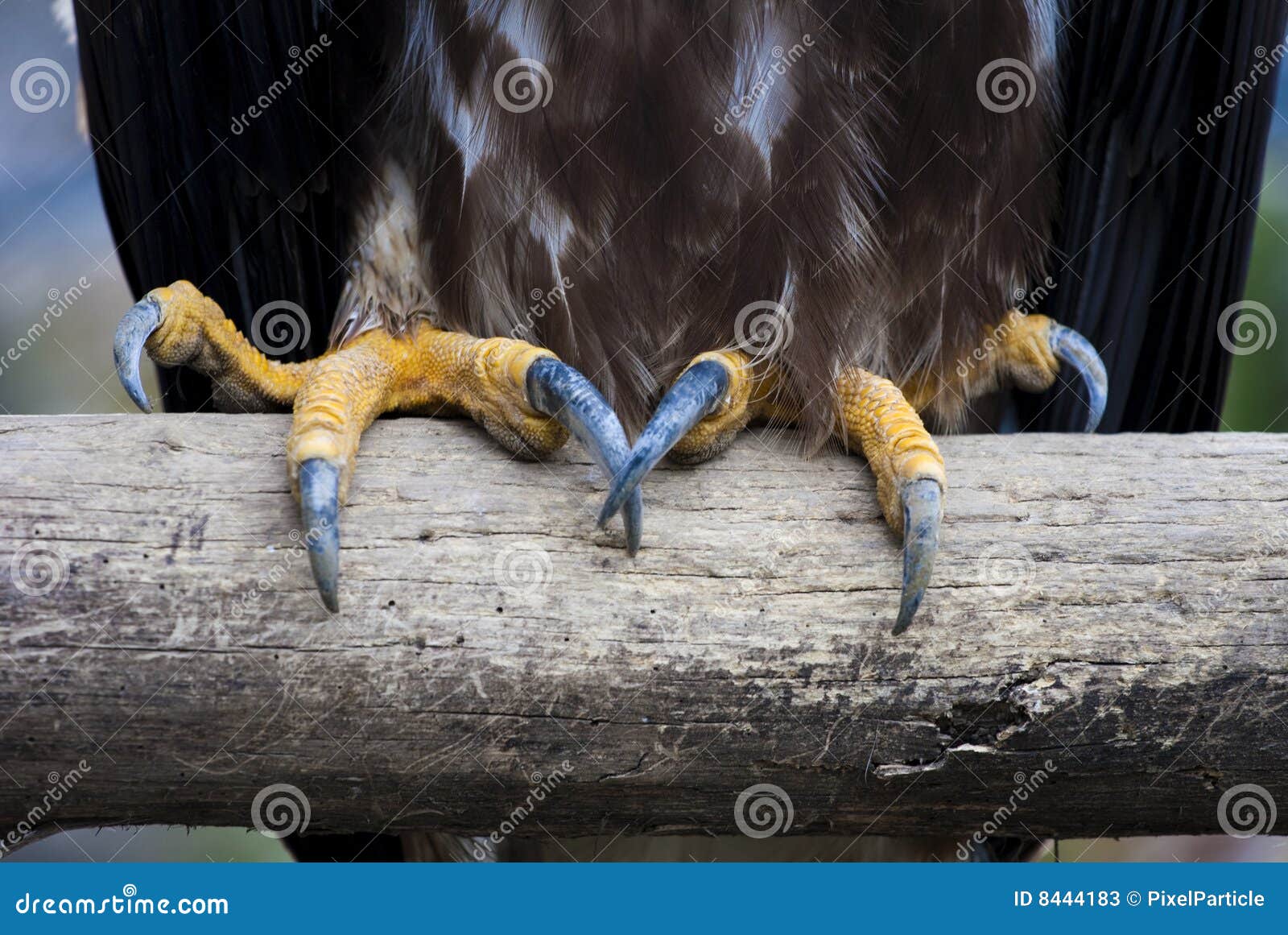 Real Eagle Claws Image & Photo (Free Trial) | Bigstock