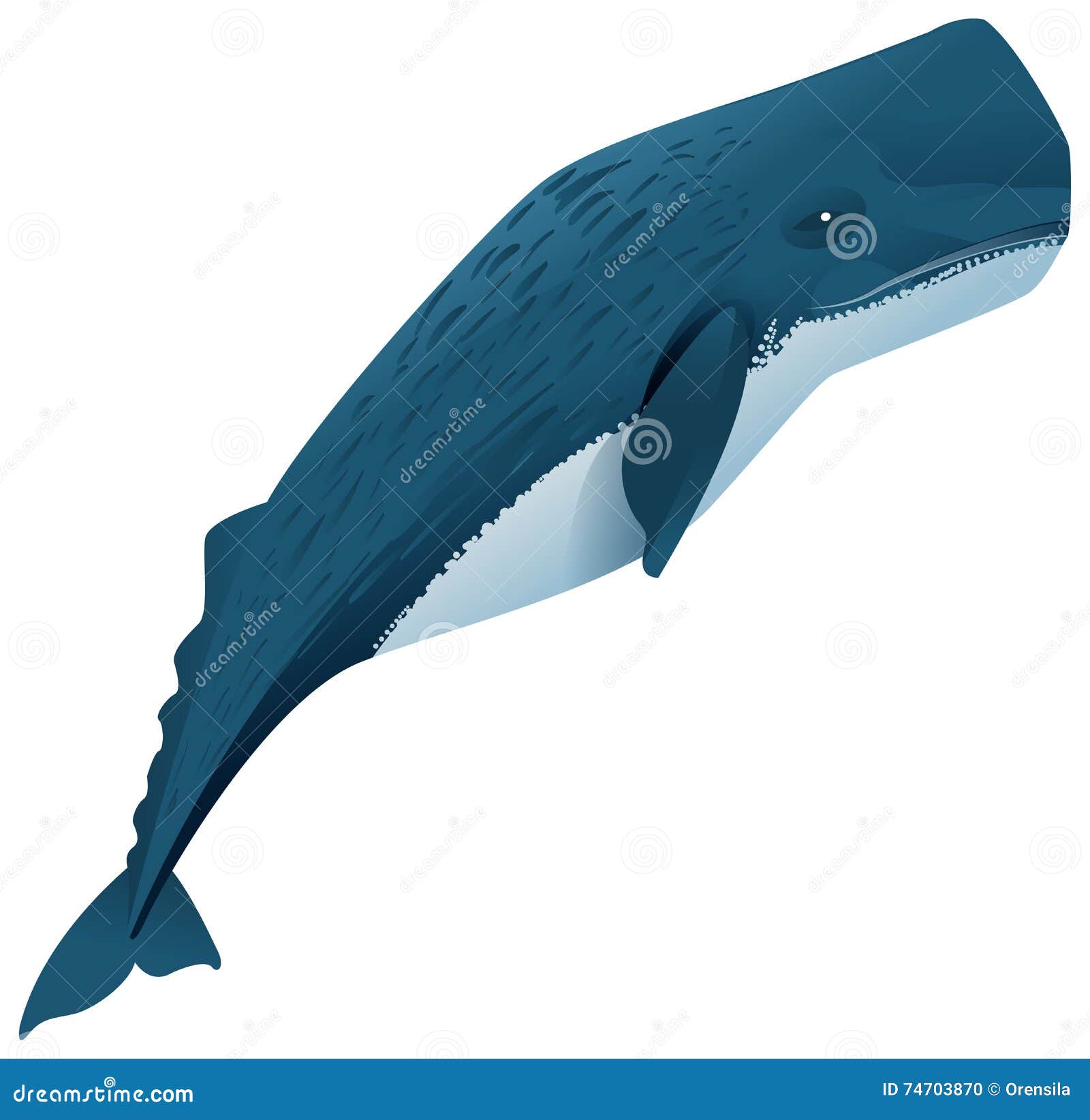 白背景上的抹香鲸或抹香鲸插画图片素材_ID:360414335-Veer图库