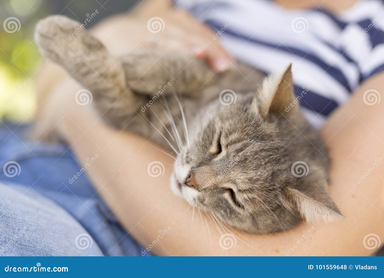 拥抱猫. 说谎在它的所有者` s膝部的一只毛茸的虎斑猫的顶视图，享用是被拥抱和发出愉快的声音 在猫` s枪口的焦点