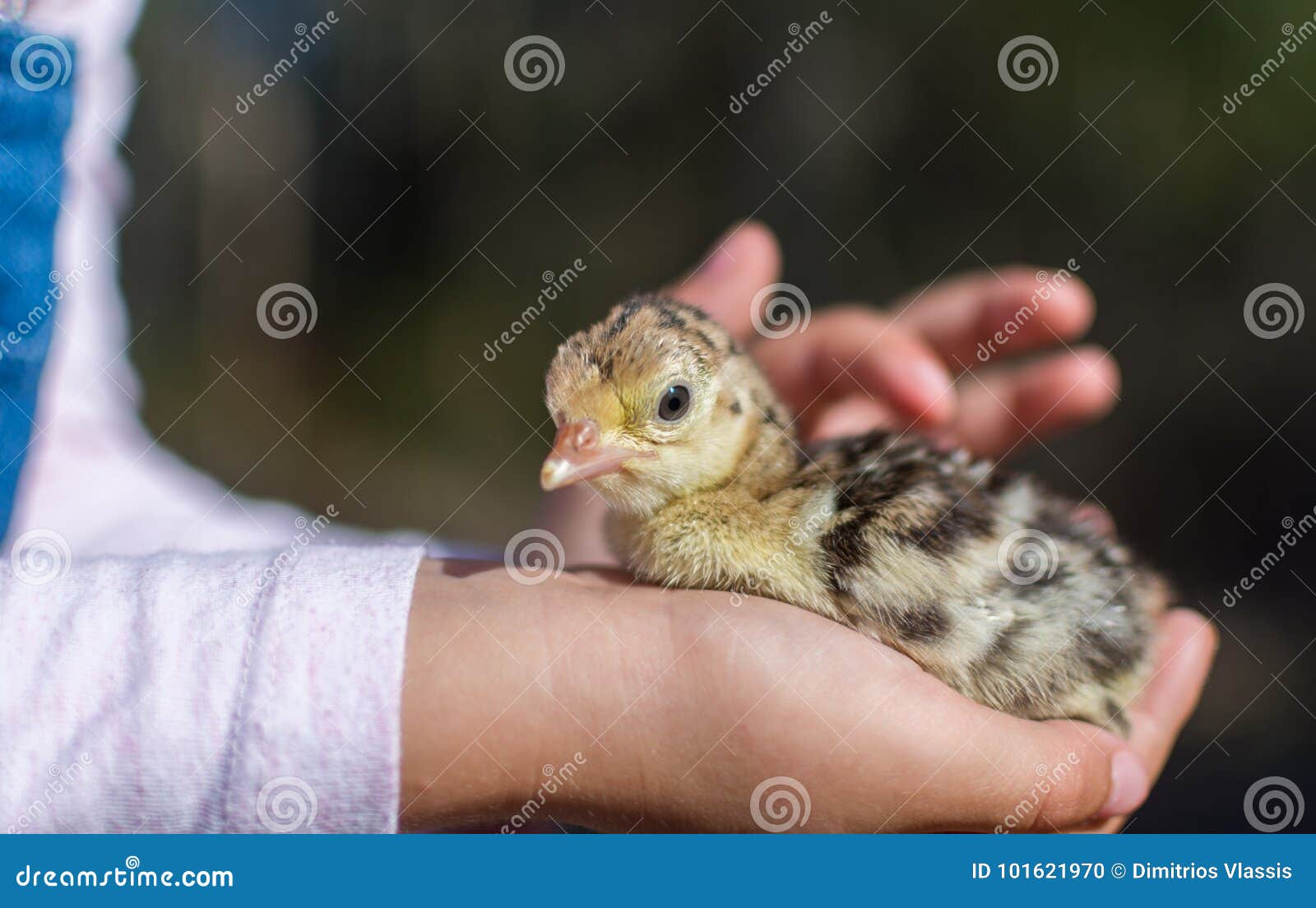 第一次见到把鸡当宠物的小孩|宠物|母鸡|小孩_新浪新闻