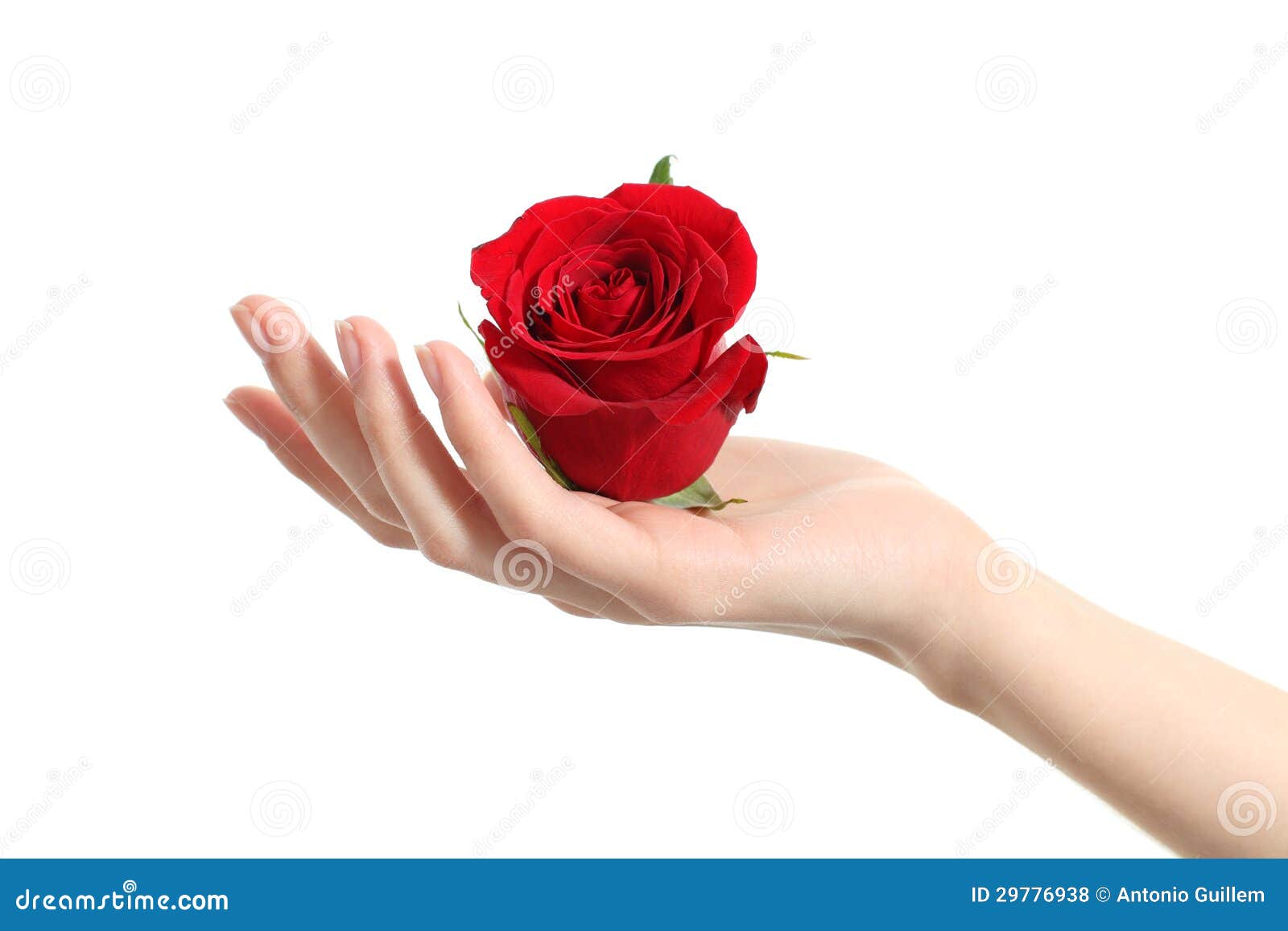 手拿一支玫瑰花高清图片下载-正版图片500552191-摄图网