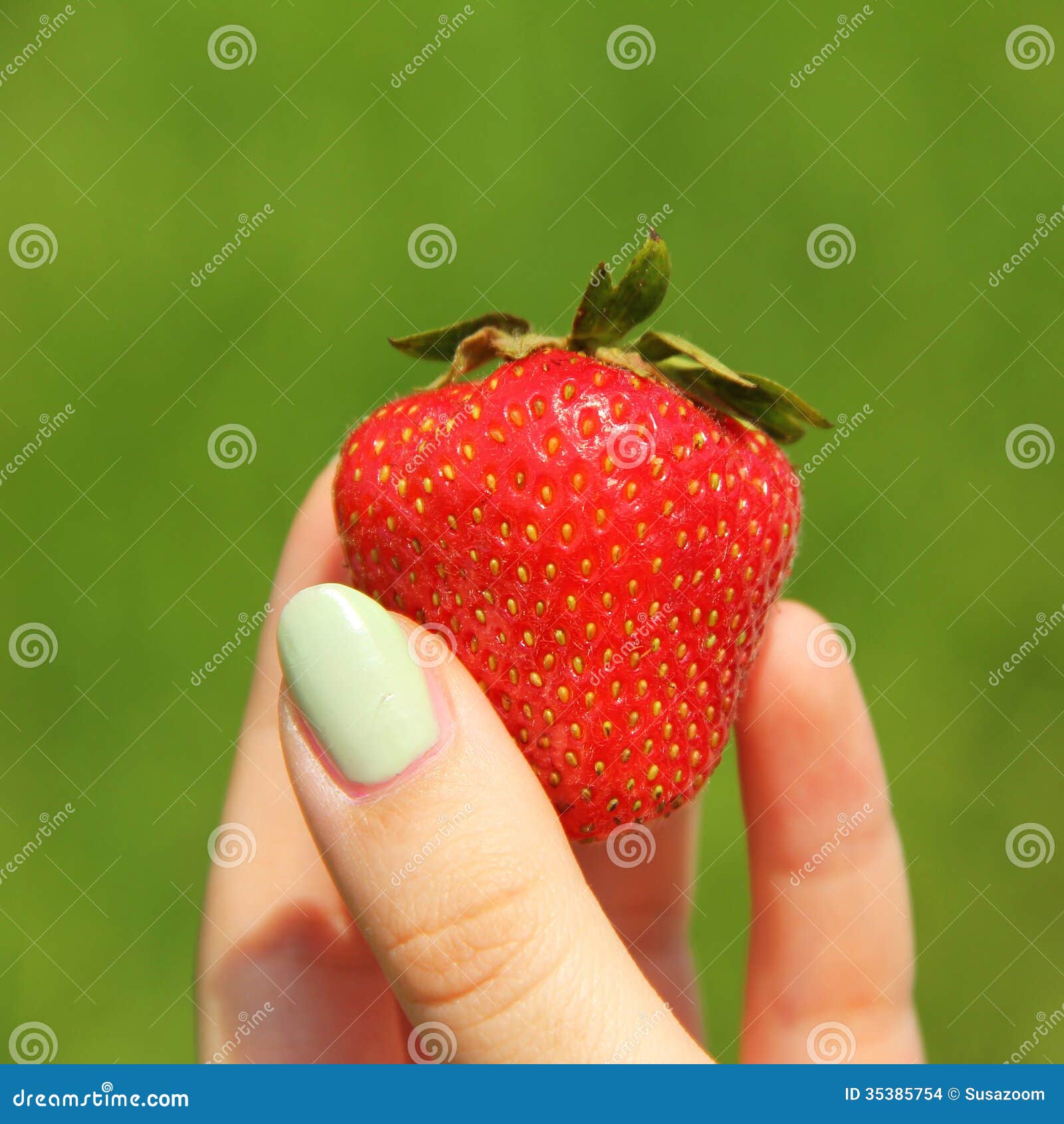 4K摘草莓草莓园双手捧新鲜草莓_3840X2160_高清视频素材下载(编号:5528590)_实拍视频_光厂(VJ师网) www.vjshi.com