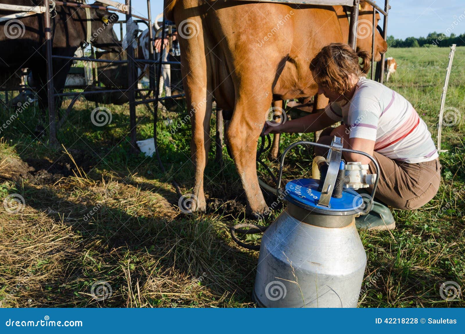 水牛被挤奶机挤奶高清摄影大图-千库网