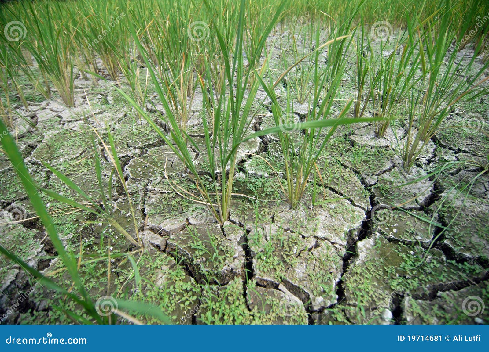 损坏的增长的工厂米土壤. 损坏的导致的情况庄稼中断下来甚而古怪的故障农夫去不是增长的增长被削弱的缺乏工厂工厂土壤对是水天气的雨米