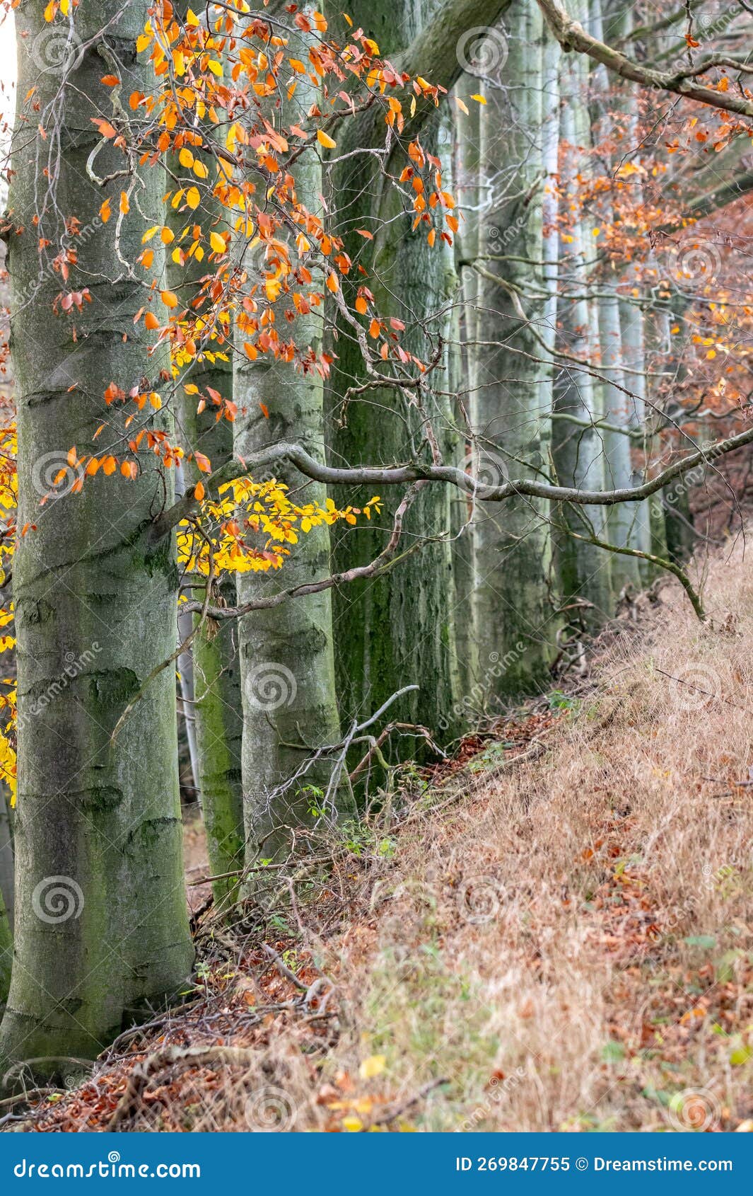 捷克秋色橙叶枝林立的山核桃树干 库存图片. 图片 包括有 捷克语, 国家, 绿色, 橙色, 横向, 路径 - 269847511