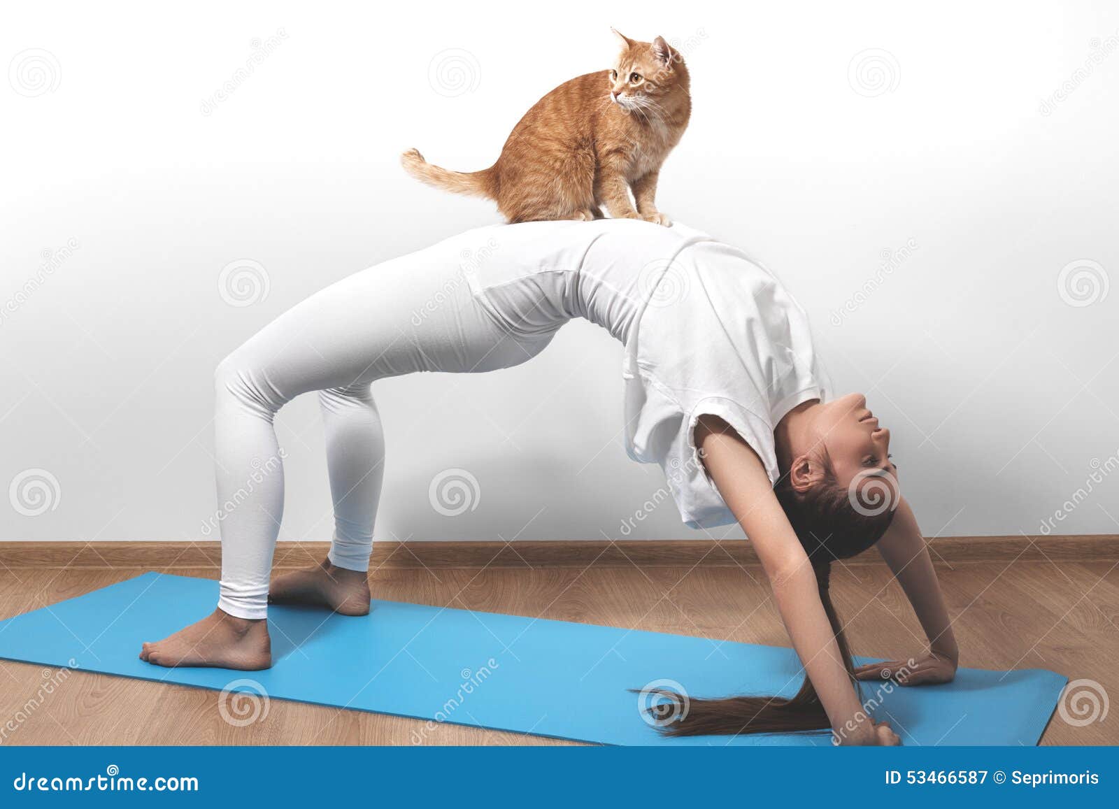 猫伸懒腰瑜伽动作,小猫,健身_大山谷图库