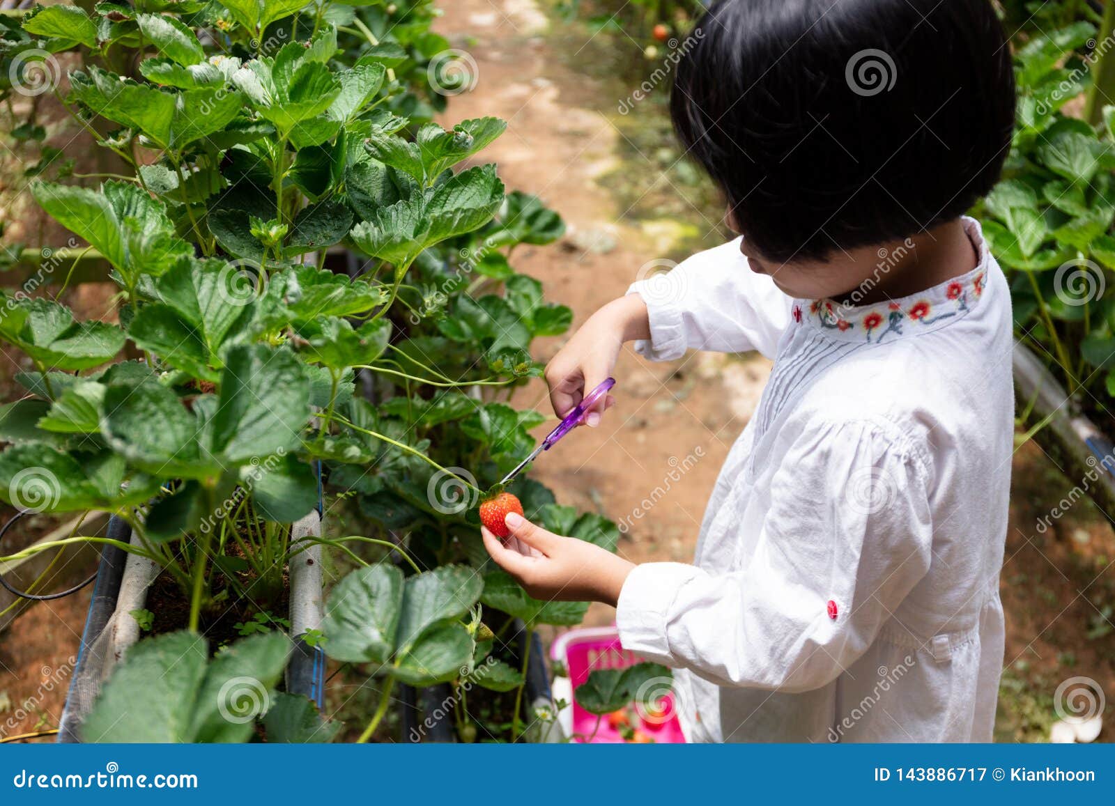 摘草莓的小女孩 - 佳能 EOS 60D 样张 - PConline数码相机样张库