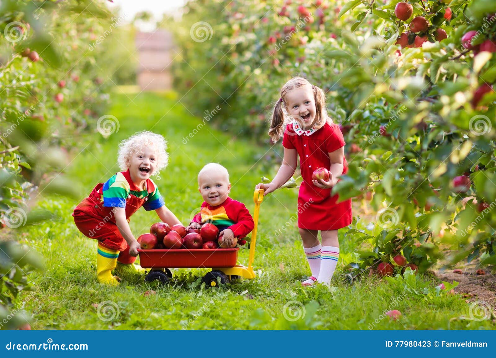 两个孩子在乡下的果园里干活，一起摘苹果玩得很开心。照片摄影图片_ID:377282933-Veer图库