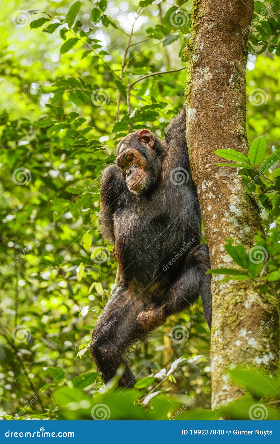 大猩猩上树图片素材-编号23583334-图行天下