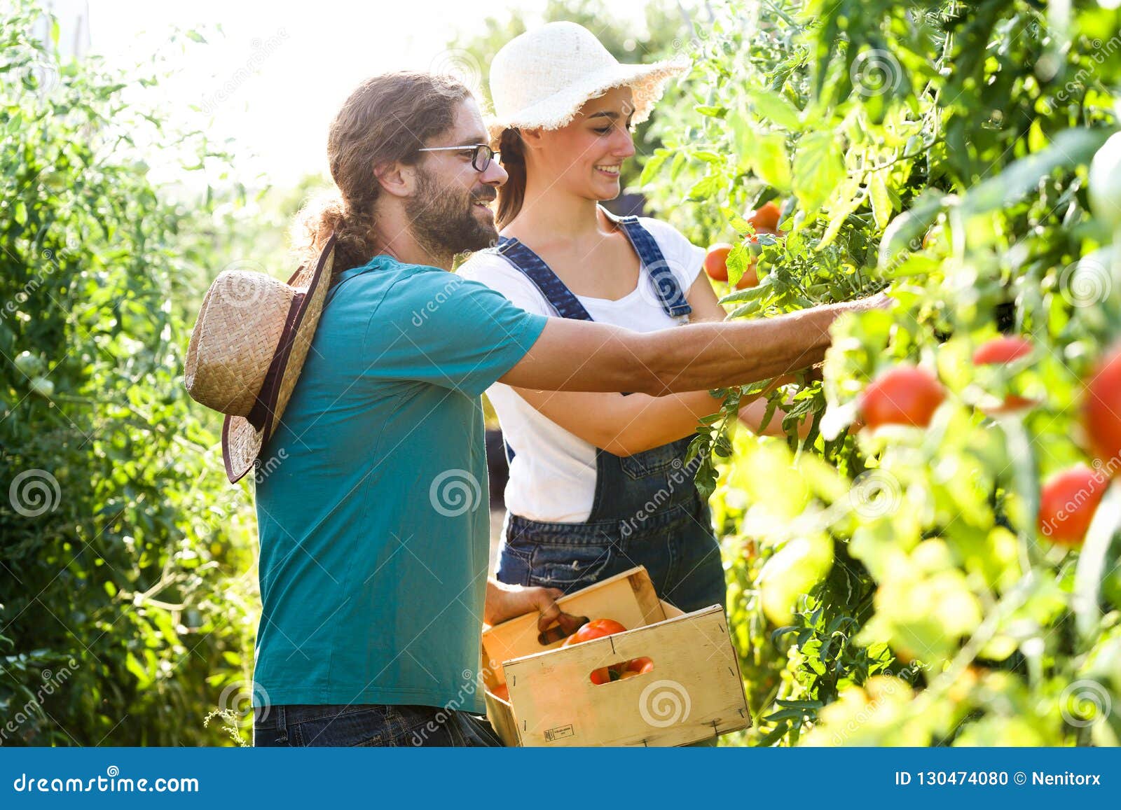 收获新鲜的蕃茄和投入在从庭院的一个篮子的园艺家夫妇. 园艺家夫妇射击收获新鲜的蕃茄和投入在从庭院的一个篮子的