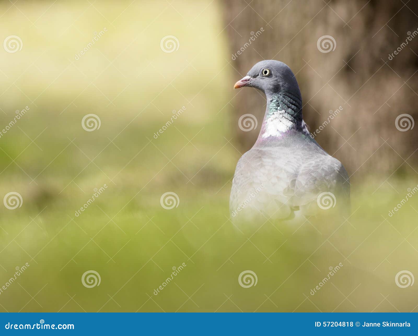斑尾林鸽正面图 库存照片. 图片 包括有 视图, 查出, 一个, 本质, 灰色, 关闭, 鸽子, 背包 - 148729502