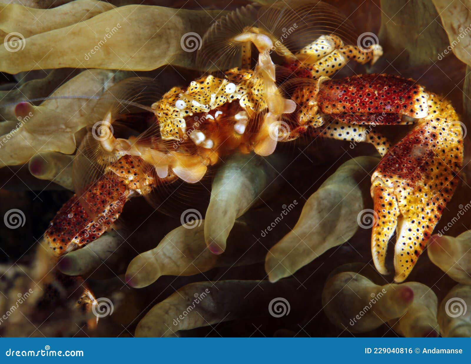为什么螃蟹没有进化出抗旱螃蟹？比如在沙漠里生活的螃蟹? - 知乎