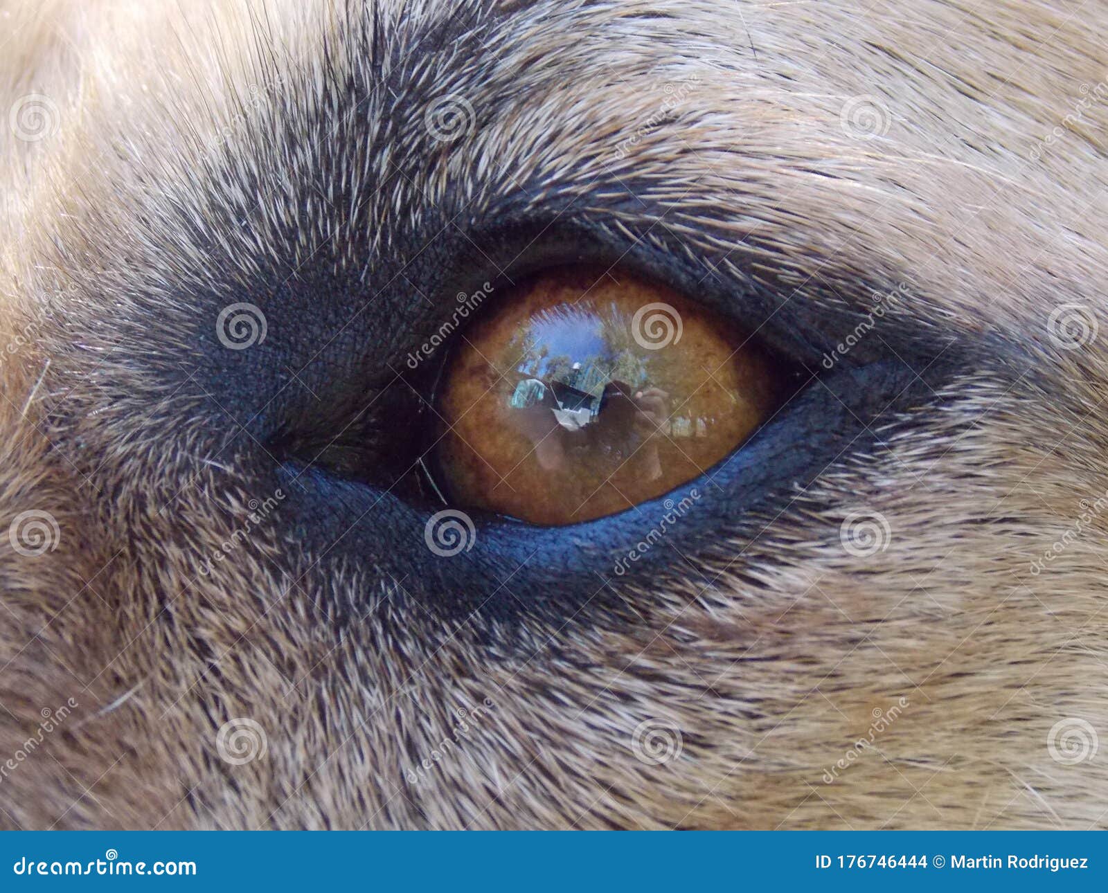 小狗眼睛长的是息肉吗？如何治疗？_百度知道