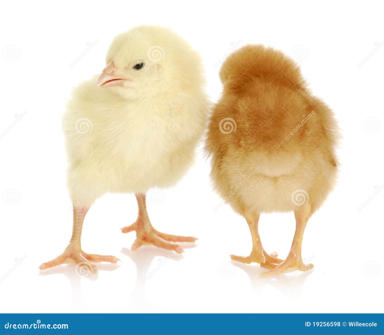 小鸡孵蛋图片大全-小鸡孵蛋高清图片下载-觅知网