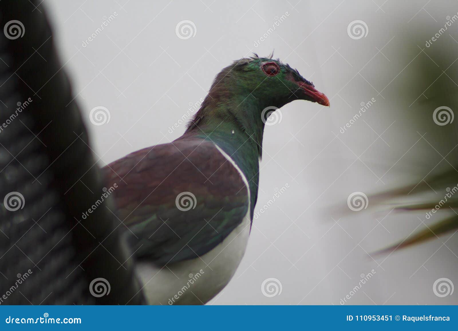 Kereru NZ斑尾林鸽 库存照片. 图片 包括有 木头, 图象, 双翼飞机, 关闭, 毛利人, 西兰 - 95114242