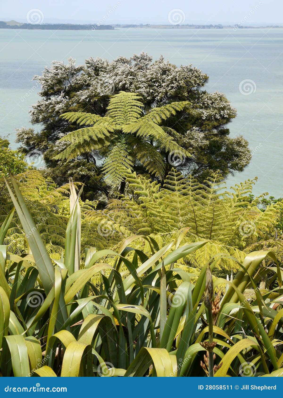 新西兰森林 库存图片. 图片 包括有 自然, 本质, 植物群, 目的地, 密林, 公园, 没人, 场面 - 187484599