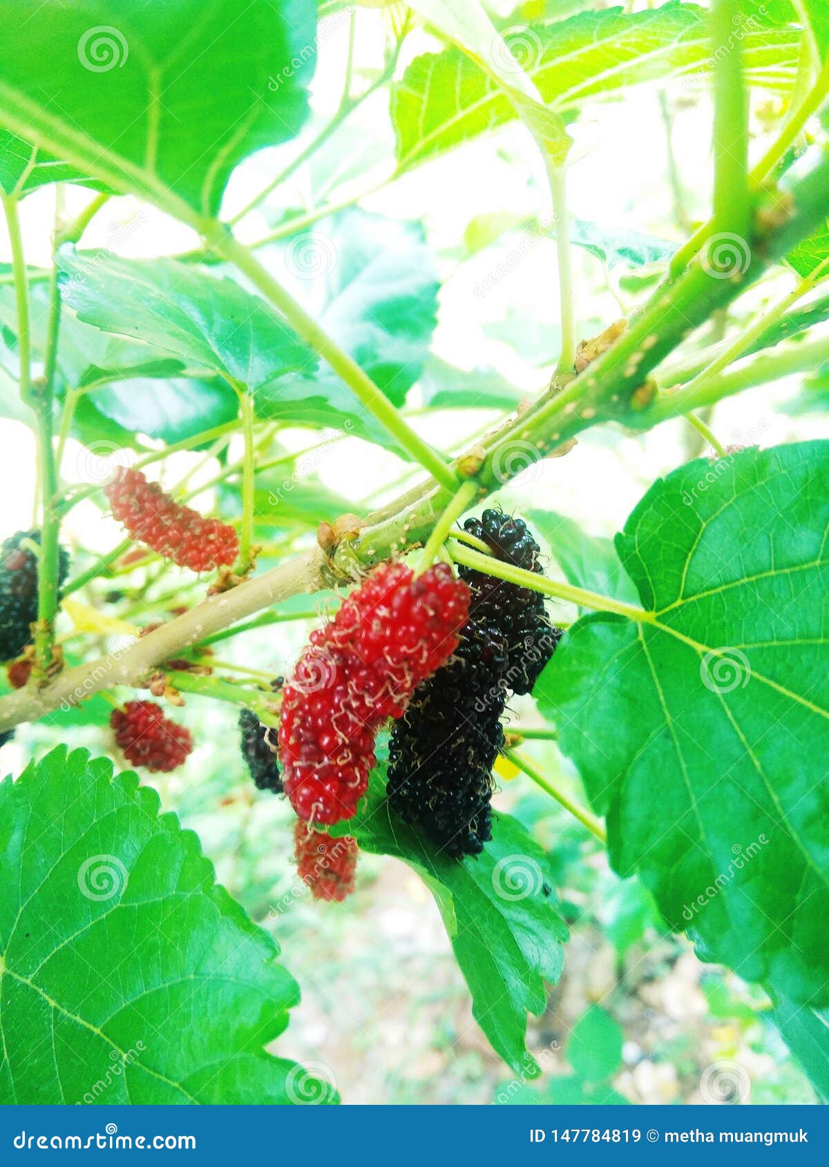 Mulberry. 新鲜桑树红色绿色的自然