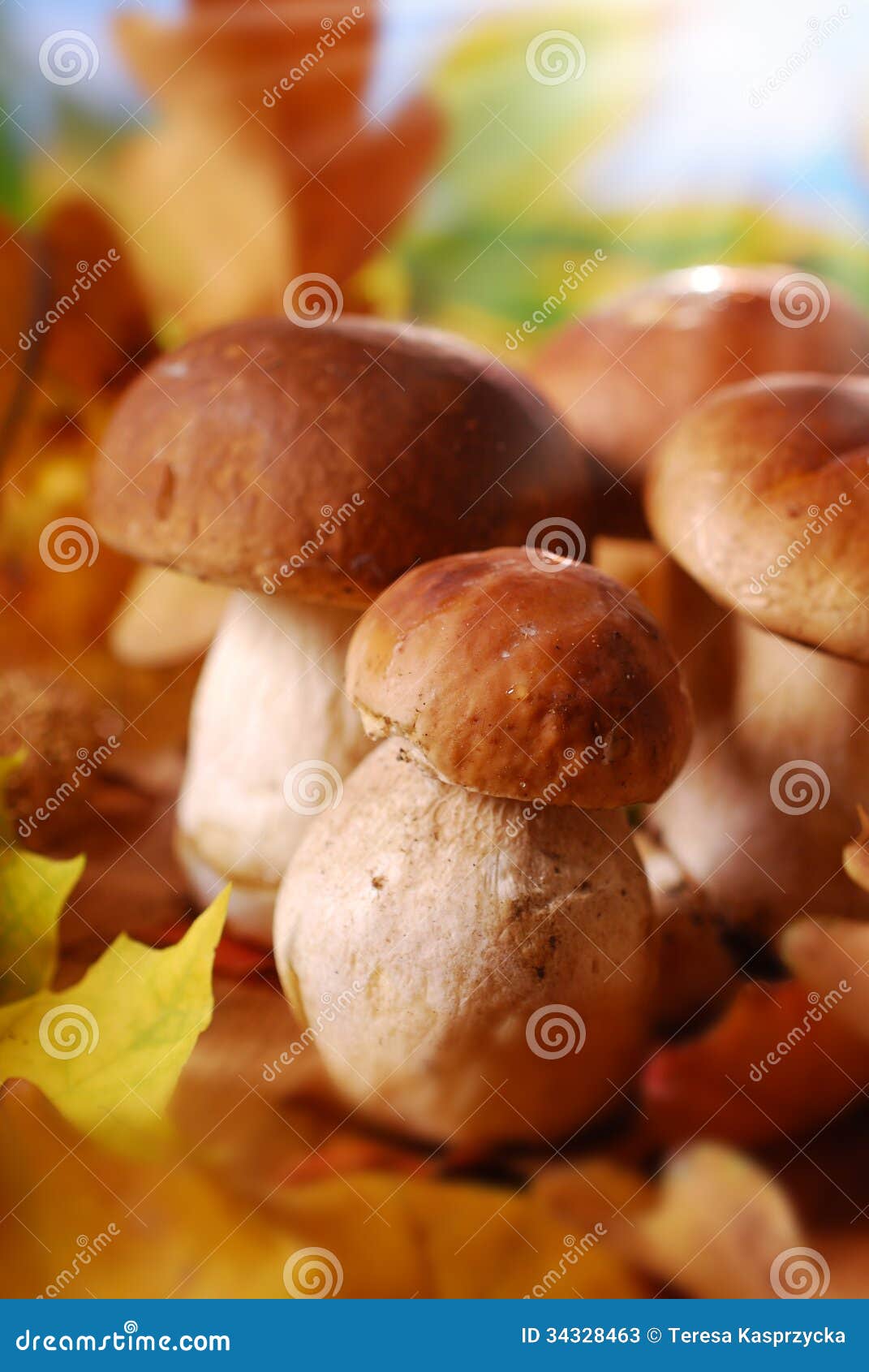 两个年轻夏天等概率圆蘑菇 库存图片. 图片 包括有 陆运, 特写镜头, 夏令时, 蘑菇, 空白, 橙色, 可食用 - 42916885