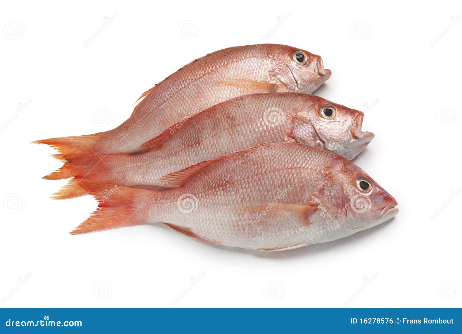 海鱼类别,常见的海鱼种类,各种类型的海鱼_大山谷图库